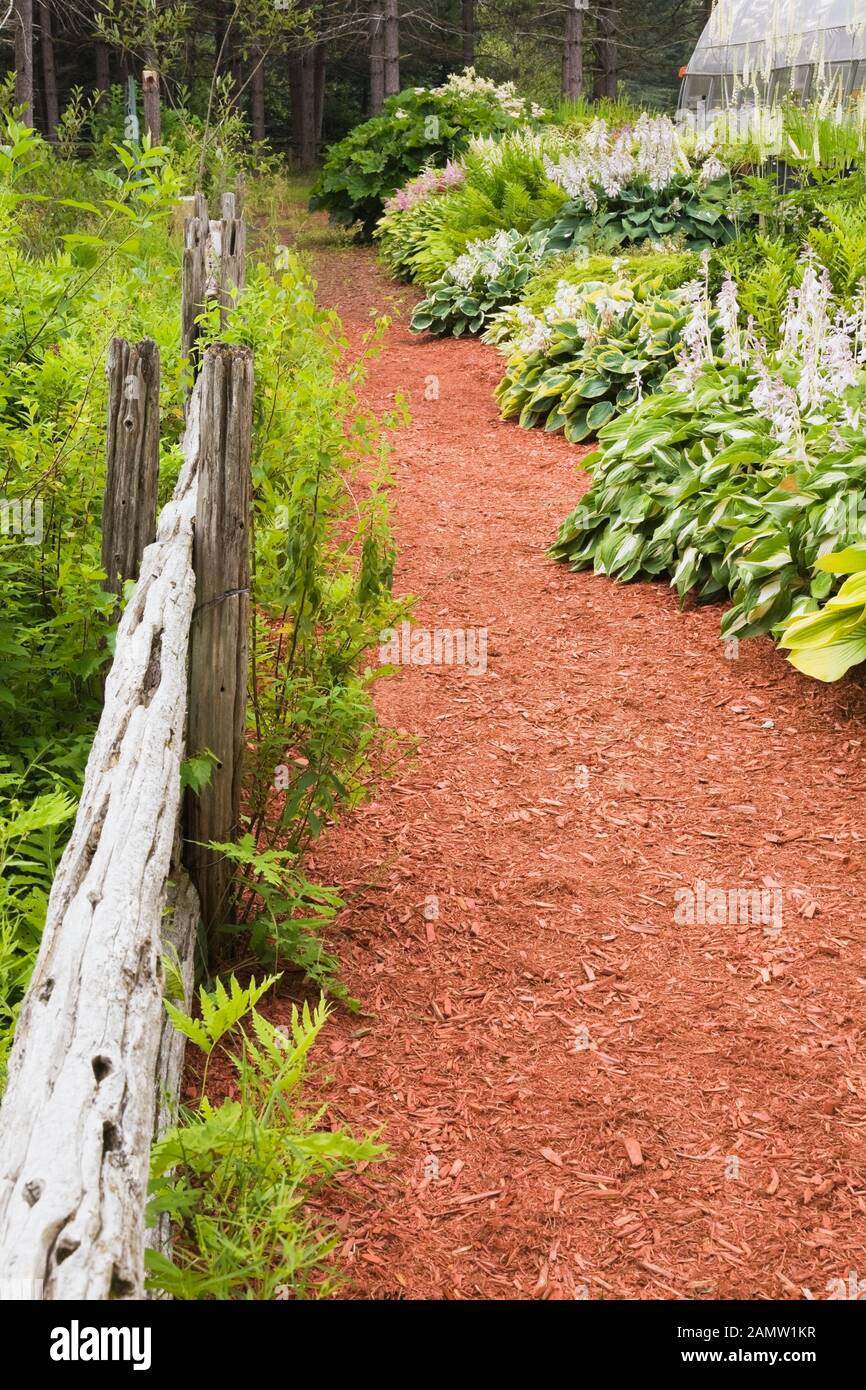 Rustico recinto di legno e percorso di pacciame di cedro rosso attraverso i confini con le piante Hosta e fiori Astilbe in giardino privato cortile in estate. Foto Stock