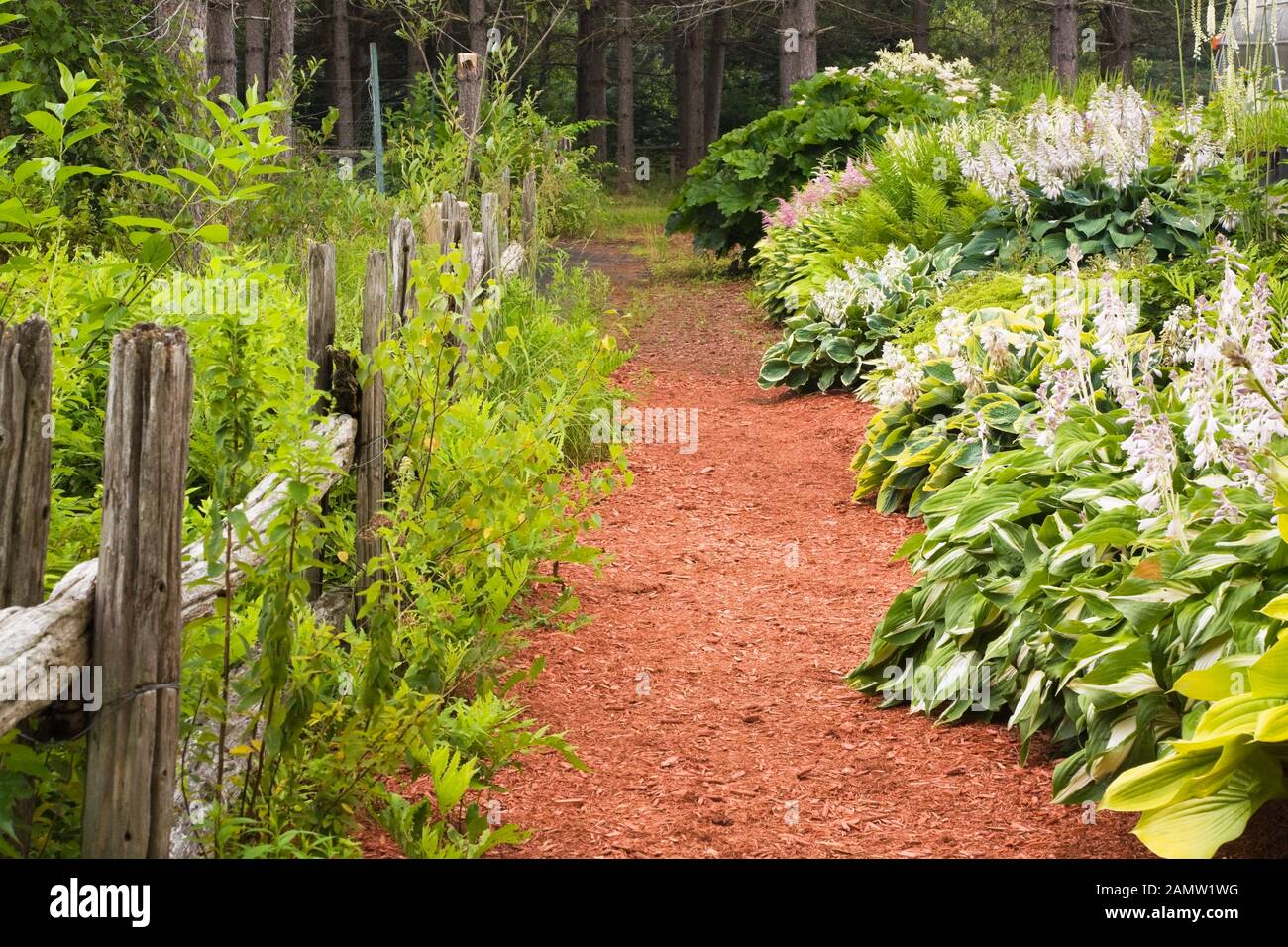 Recinzione rustica in legno e treccia di cedro rosso attraverso i confini Con piante di Hosta e fiori di Astilbe in giardino privato cortile in estate Foto Stock