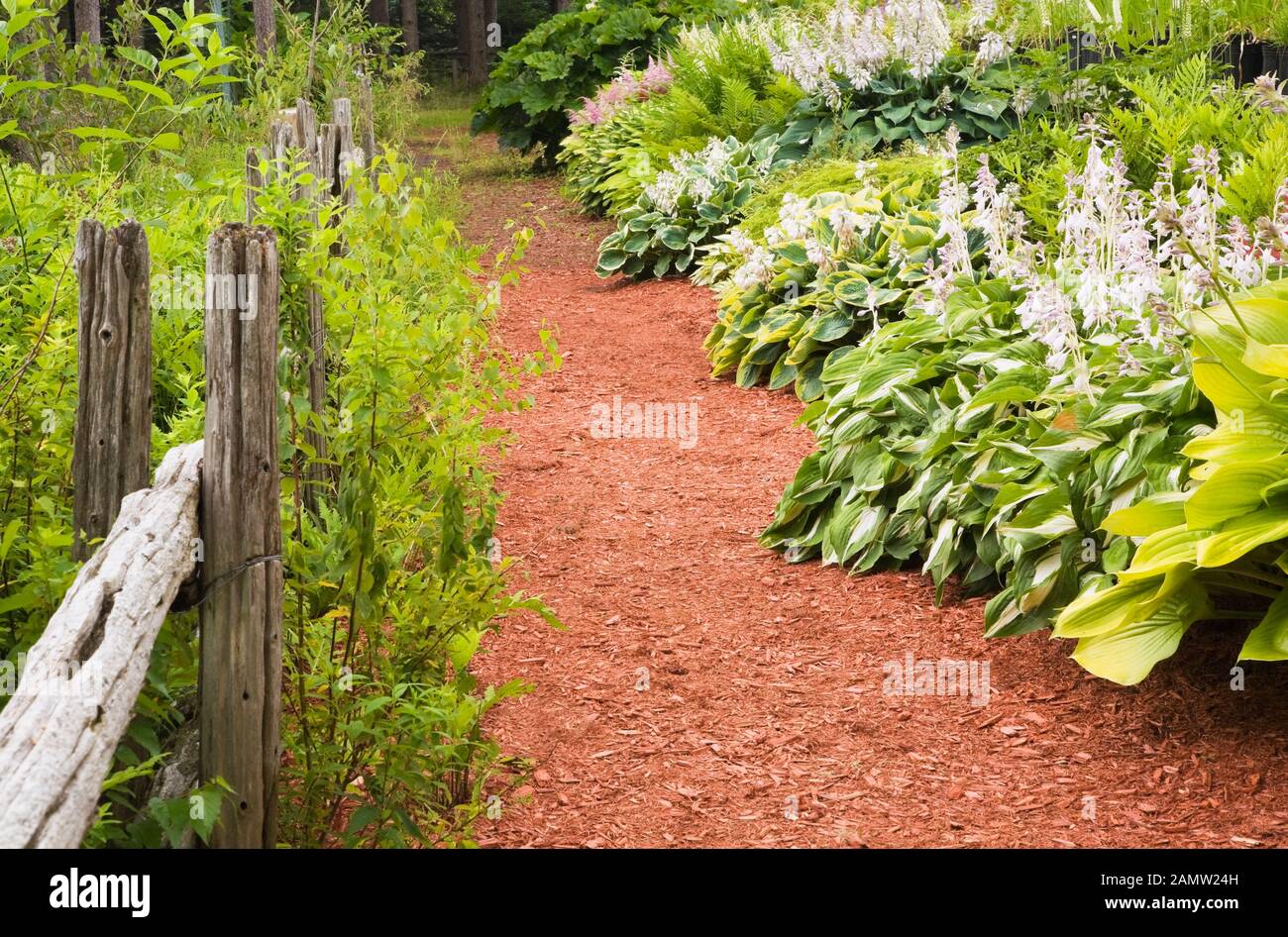 Recinzione rustica in legno e treccia di cedro rosso attraverso i confini Con piante di Hosta e fiori di Astilbe in giardino privato cortile in estate Foto Stock