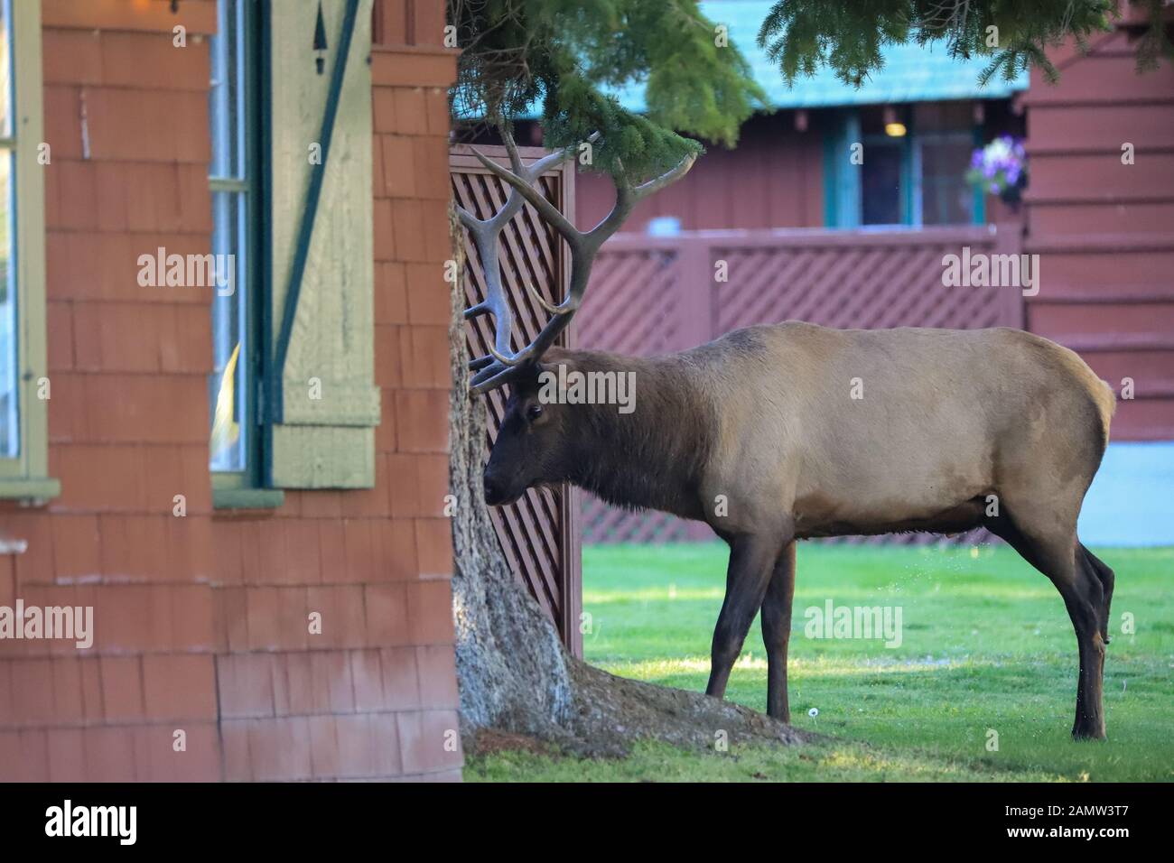Bull Elk sfrega i suoi antlers contro un edificio a Mammoth Hot Springs nel Parco Nazionale di Yellowstone Foto Stock