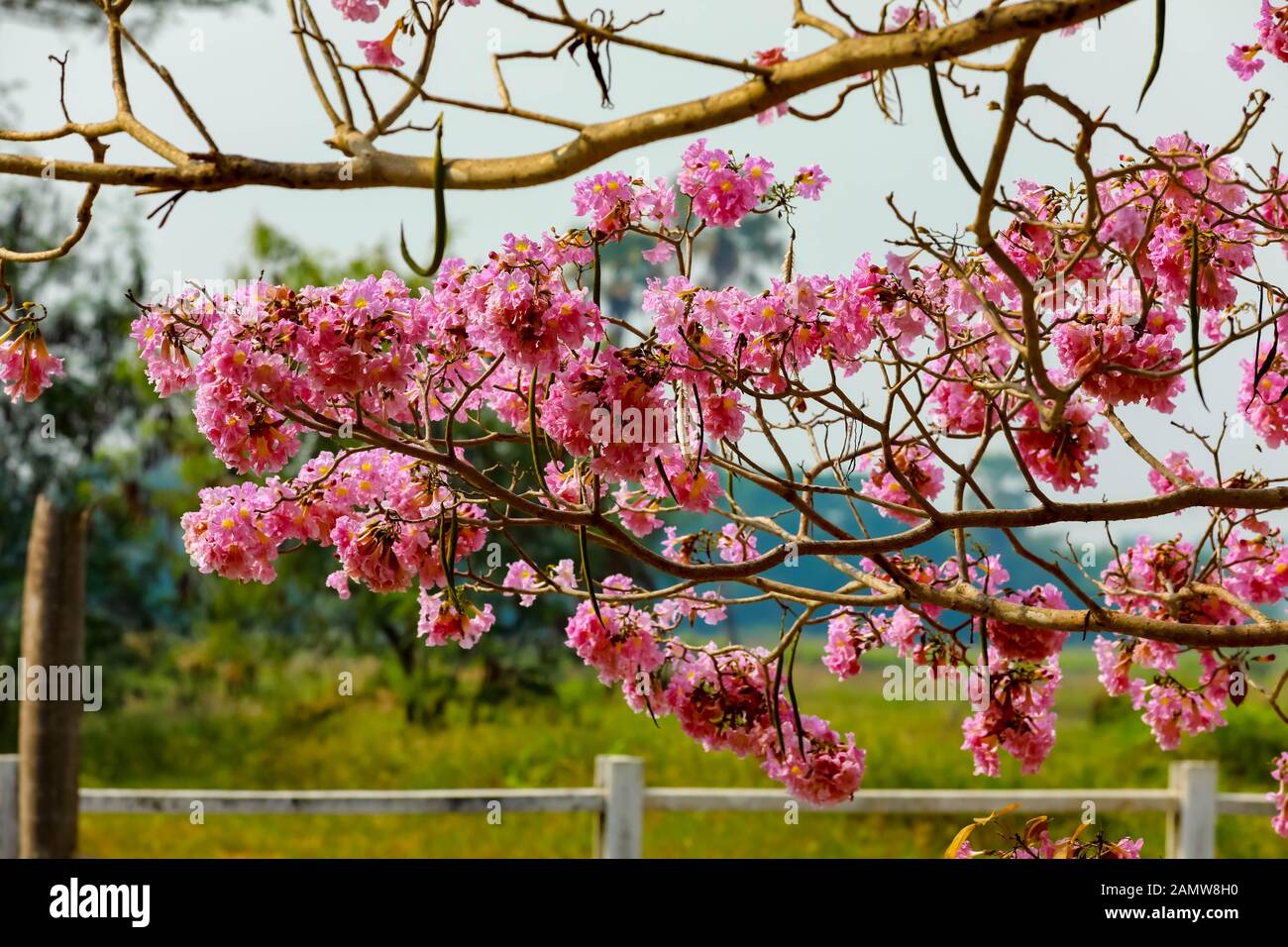Fiori di tromba rosa accanto al canale Foto Stock
