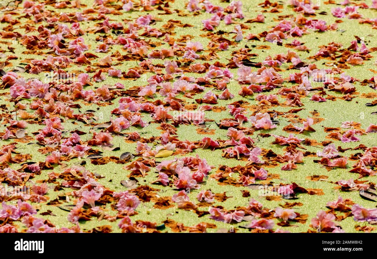 Fiori di tromba rosa accanto al canale Foto Stock