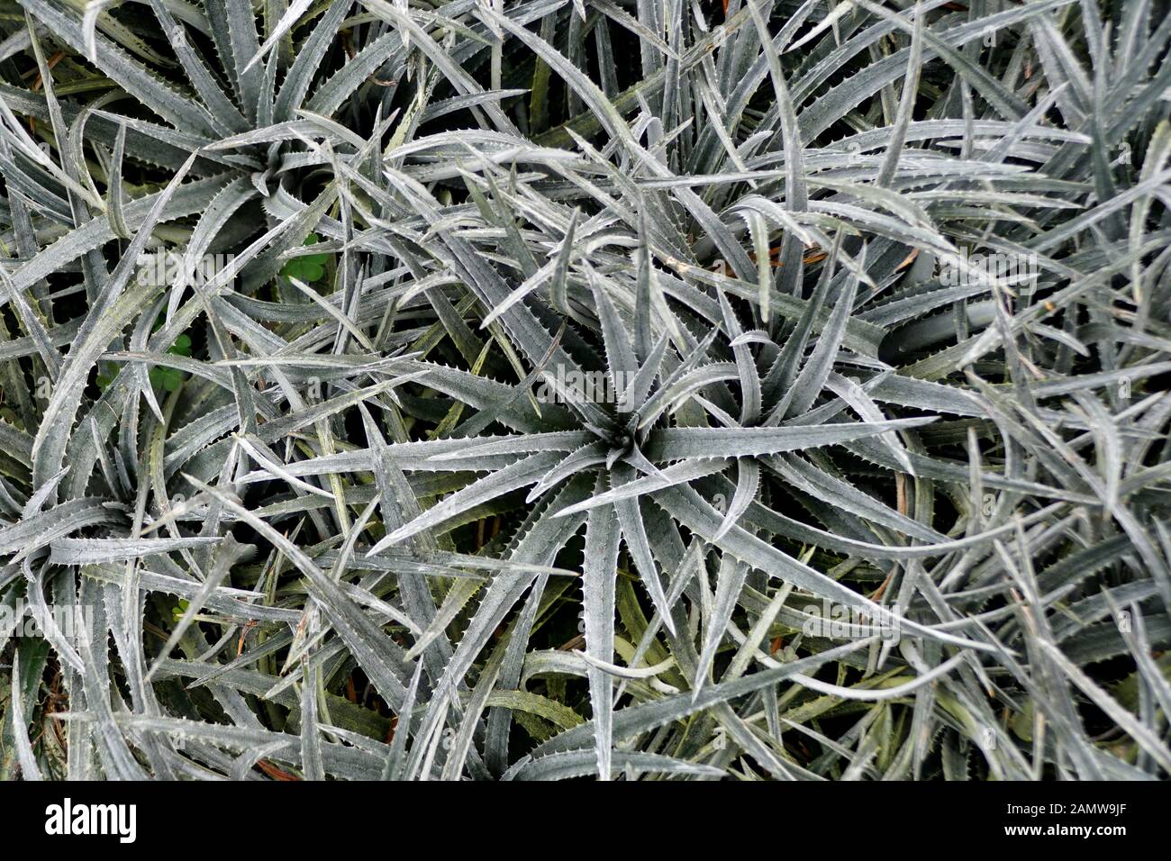 Dyckia verde pallido 'Nickel Silver' piante Foto Stock