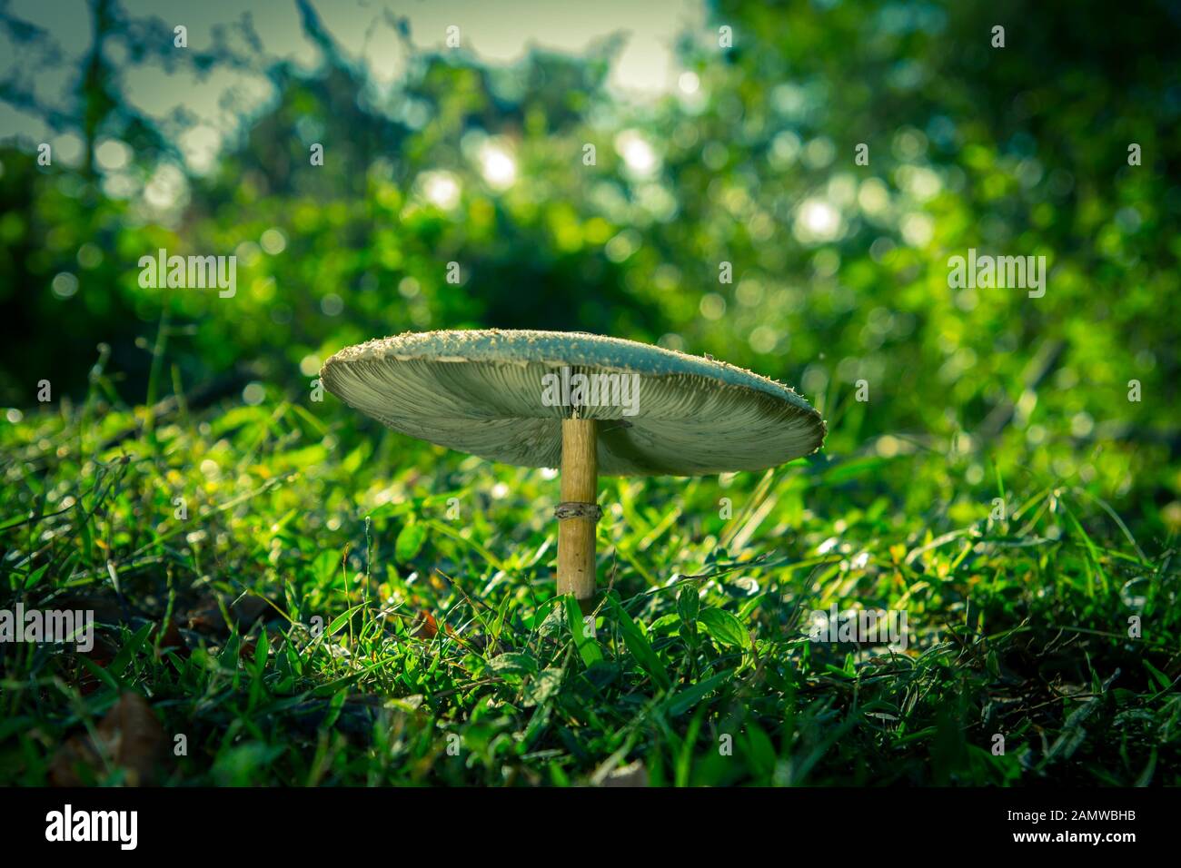 Grosso fungo piantato in ambiente naturale erba e alberi Foto Stock