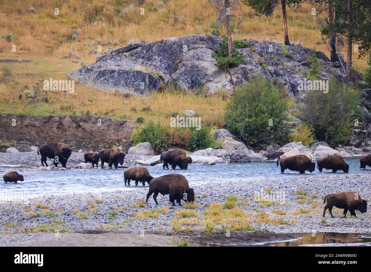 Allevamento di bisonti selvatici che attraversa il fiume Lamar nel Parco Nazionale di Yellowstone, Wuoming Foto Stock