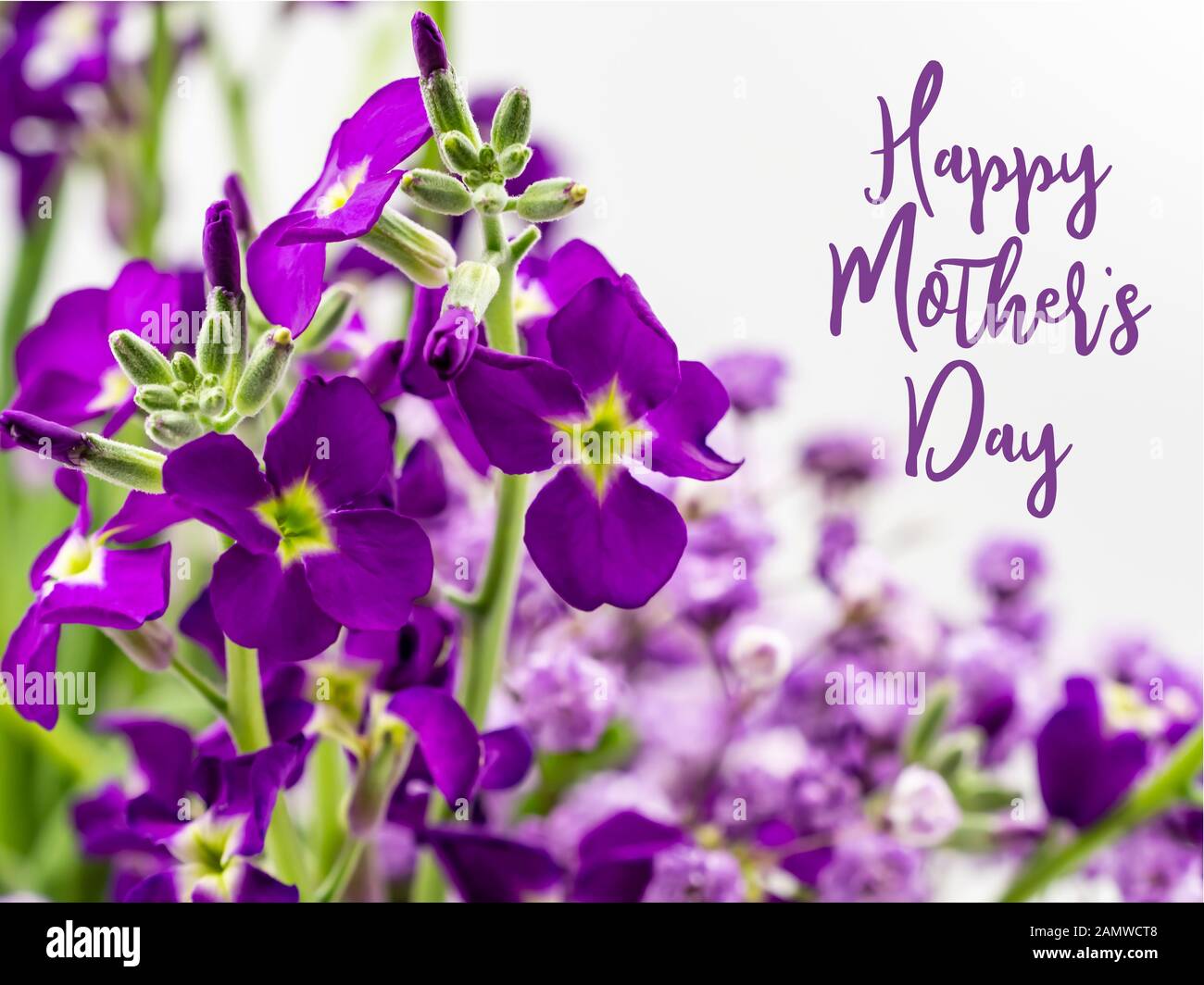 Felice Giorno della Madre con splendidi fiori viola Foto Stock