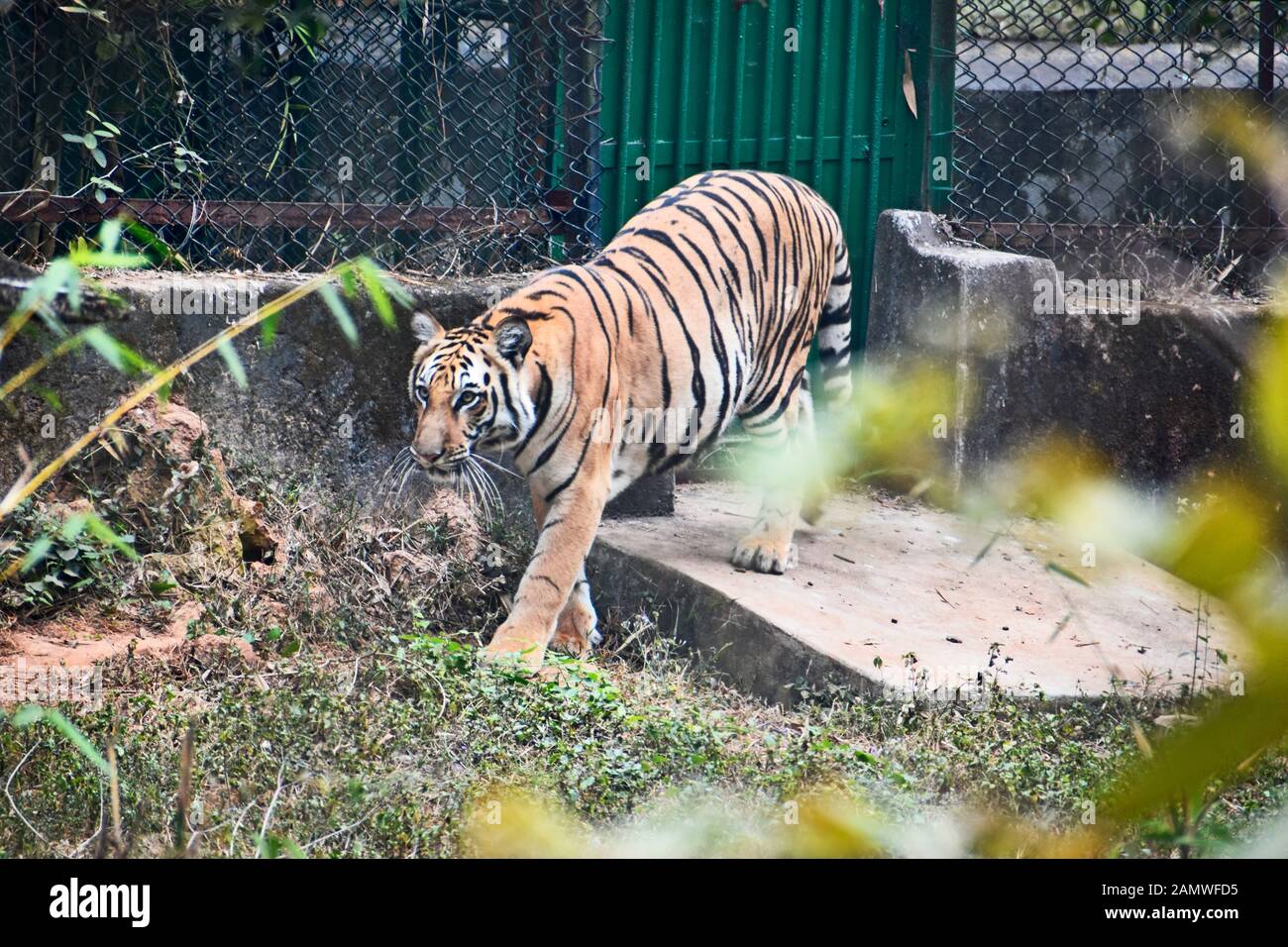 Royal tigre del Bengala il roaming in un zoo Foto Stock