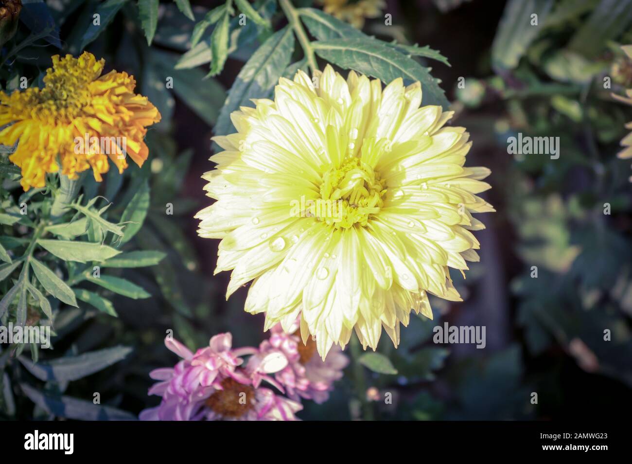 Dahlia Fiore colorato di bianco per Texture di sfondo Foto Stock