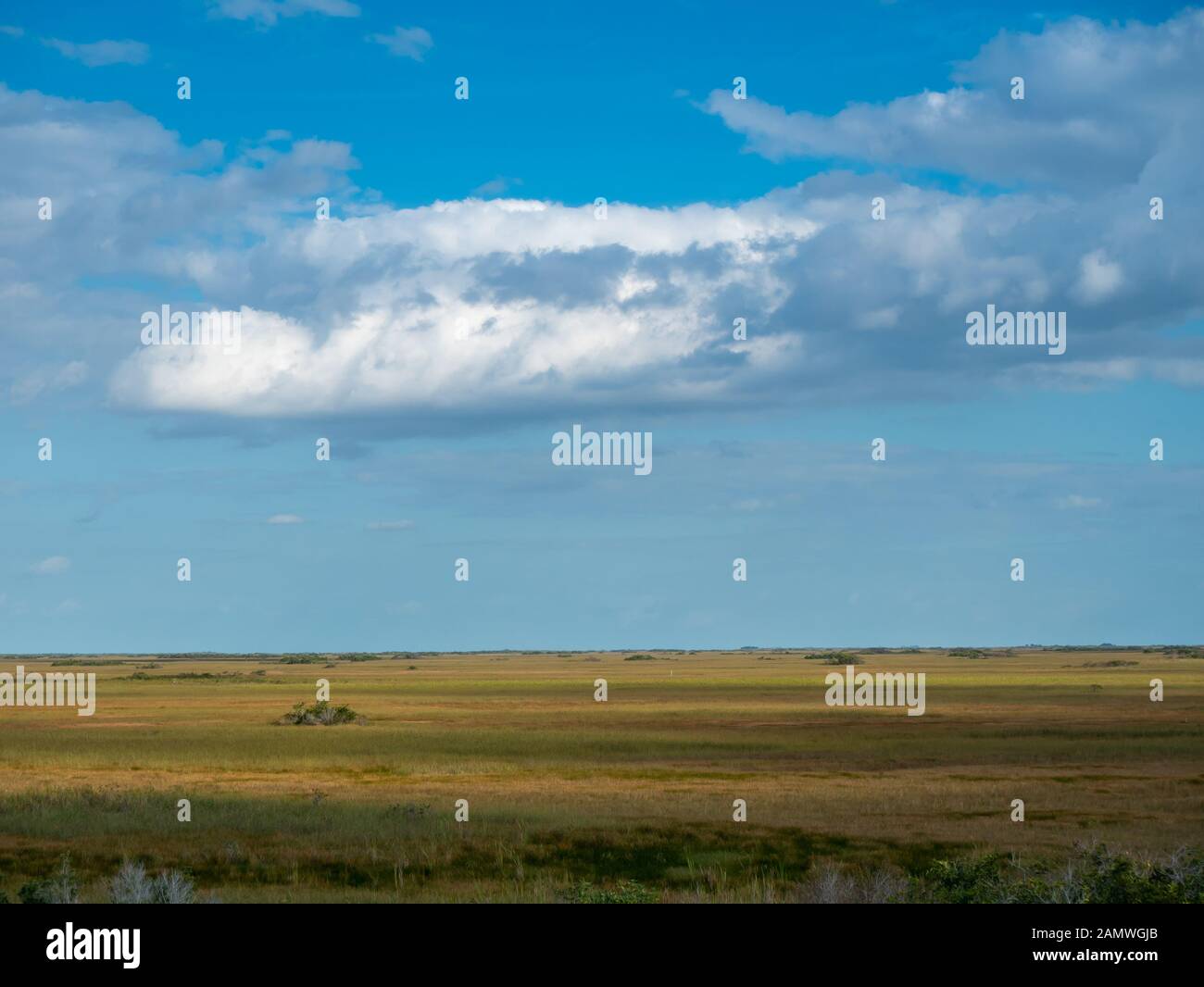 Il mare delle Everglades vide l'erba sotto un cielo blu brillante con le nuvole lanuginose nel Parco Nazionale delle Everglades, Florida, Stati Uniti Foto Stock