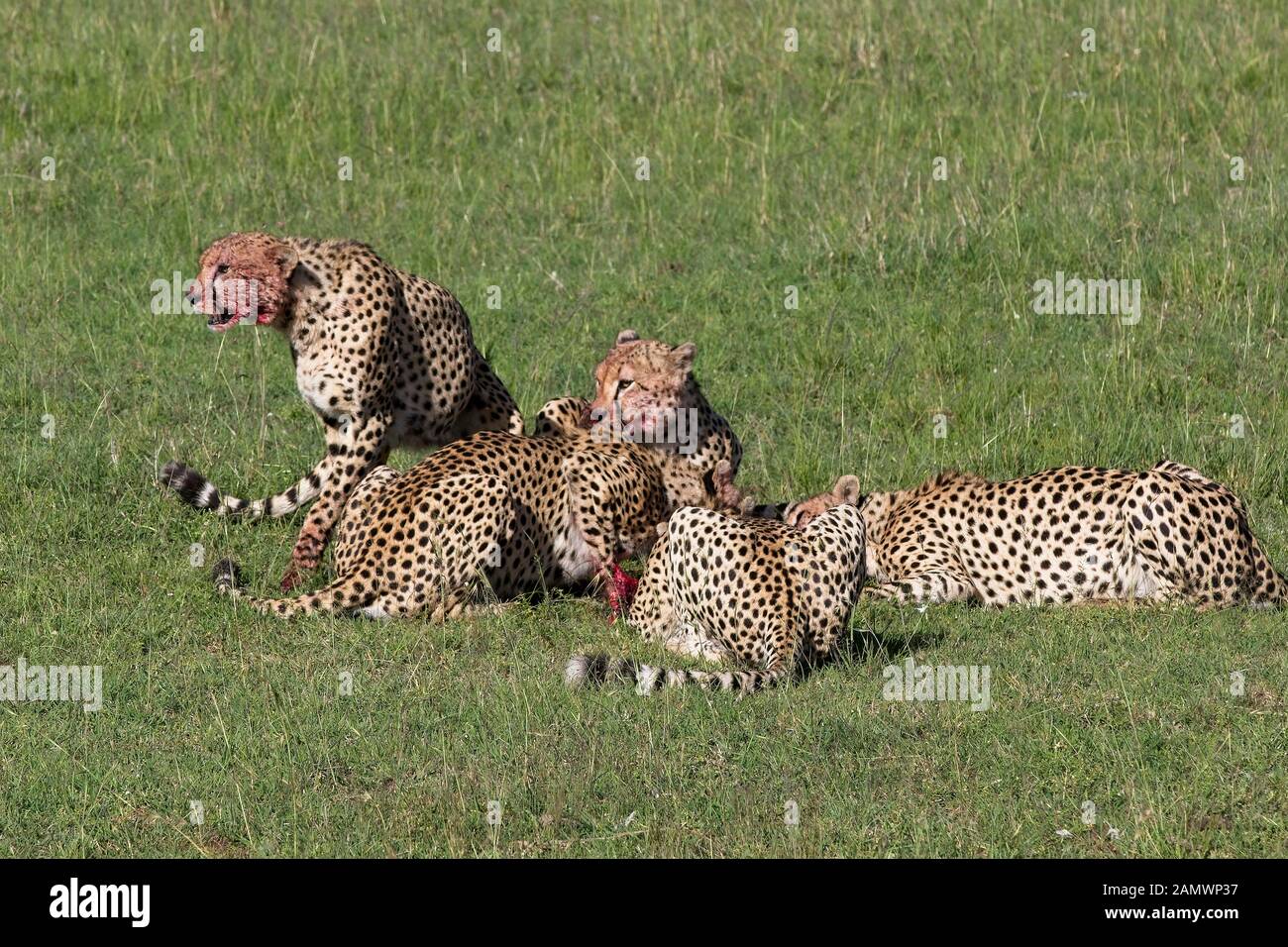 Ghepardo (Acinonyx jubatus), 5 maschi la rifinitura di un piccolo Topi preda, il Masai Mara, Kenya. Foto Stock