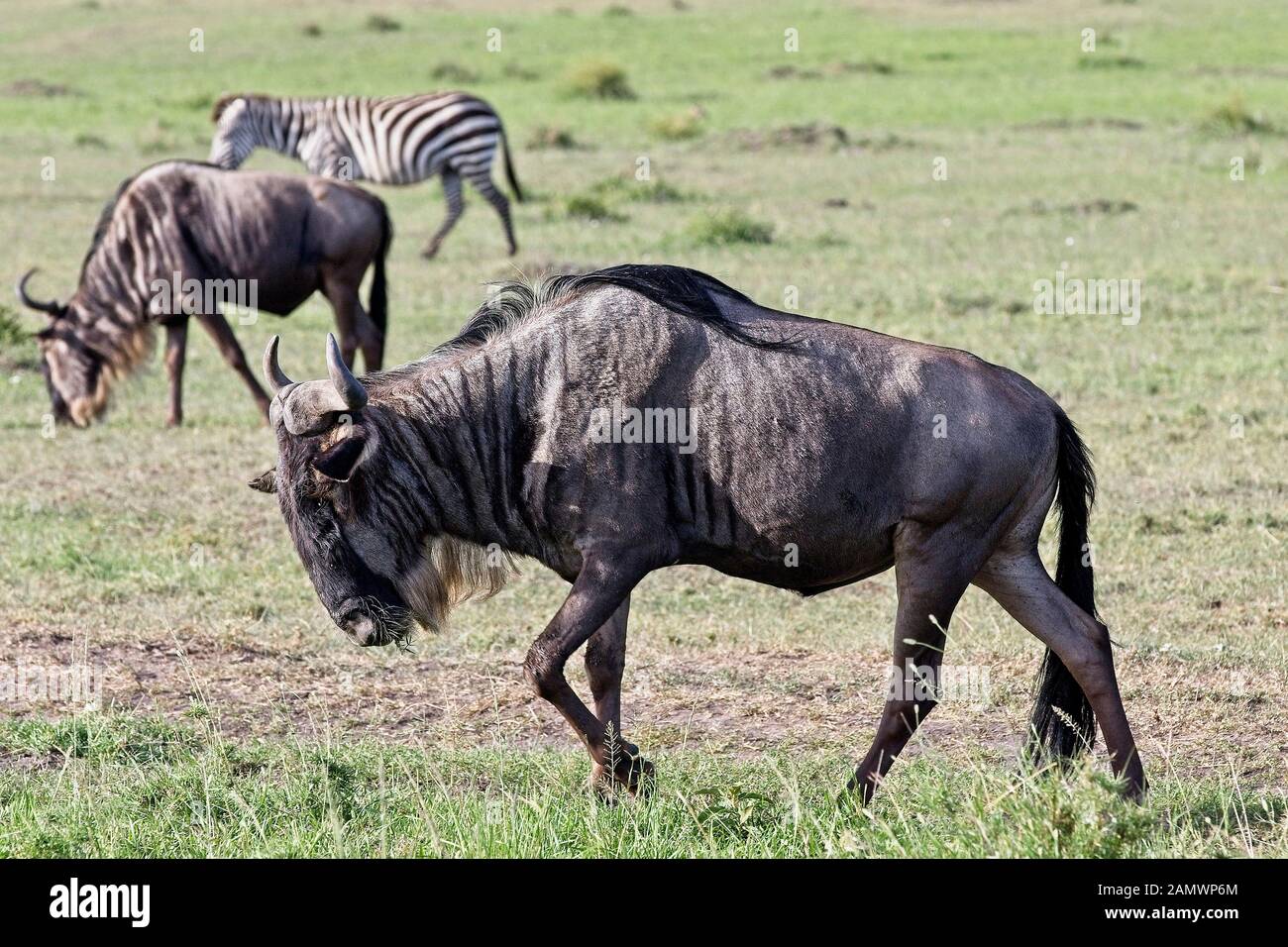 Blue Gnu (Connochaetes taurinus), anche chiamato GNU comune, bianco-barbuto GNU, o borchiati GNU, il Masai Mara, Kenya. Foto Stock