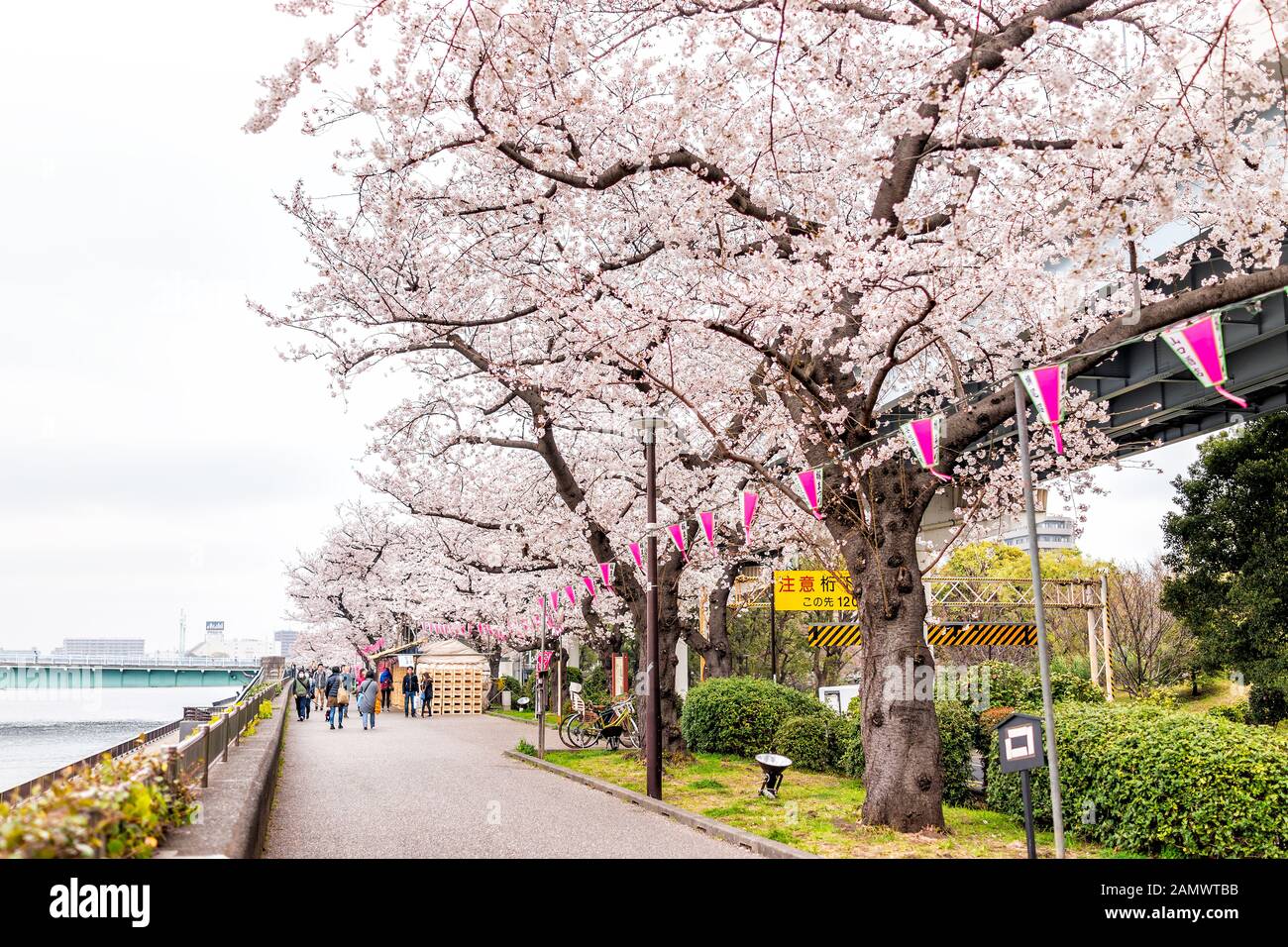 Tokyo, Giappone - 30 marzo 2019: Sumida Park Asakusa con alberi rosa di fiori di ciliegio nel centro città e luci appese su carta Foto Stock