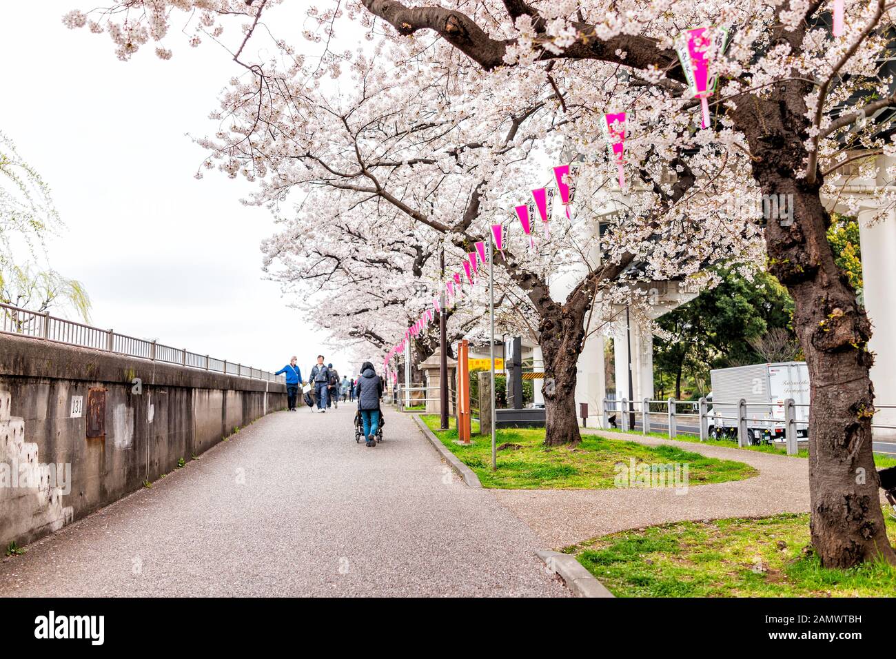 Tokyo, Giappone - 30 marzo 2019: Area di Sumida Park Asakusa con alberi di ciliegio in centro e luci appese su carta Foto Stock