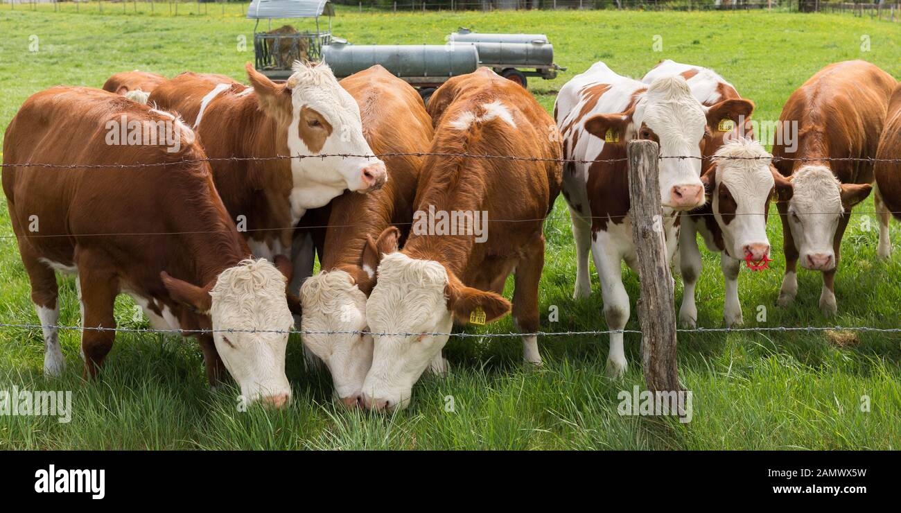 Panorama di una mandria di mucche da latte marrone - bianco pascolo. Tre di loro mangiavano erba, gli altri guardavano intorno. Su un pascolo, agricoltura bavarese. Foto Stock