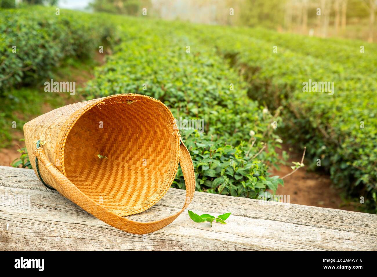 Raccoglitrice di tè borsa sul tavolo in legno con foglie fresche sulle bussole in piantagioni di tè. Foto Stock