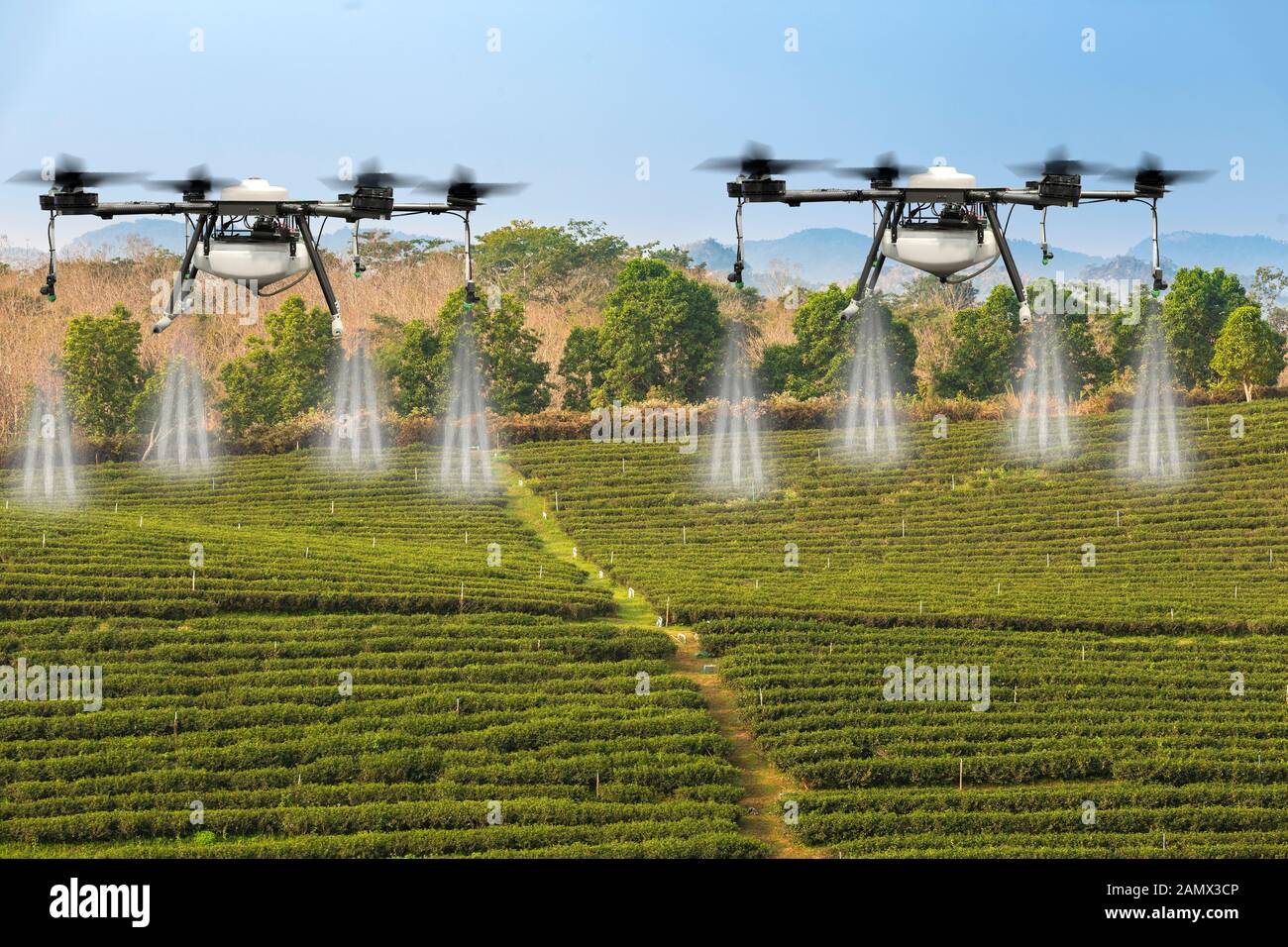 Agricoltura drone battenti sul tè verde campi di piantagioni di mattina con gocce di rugiada. Foto Stock