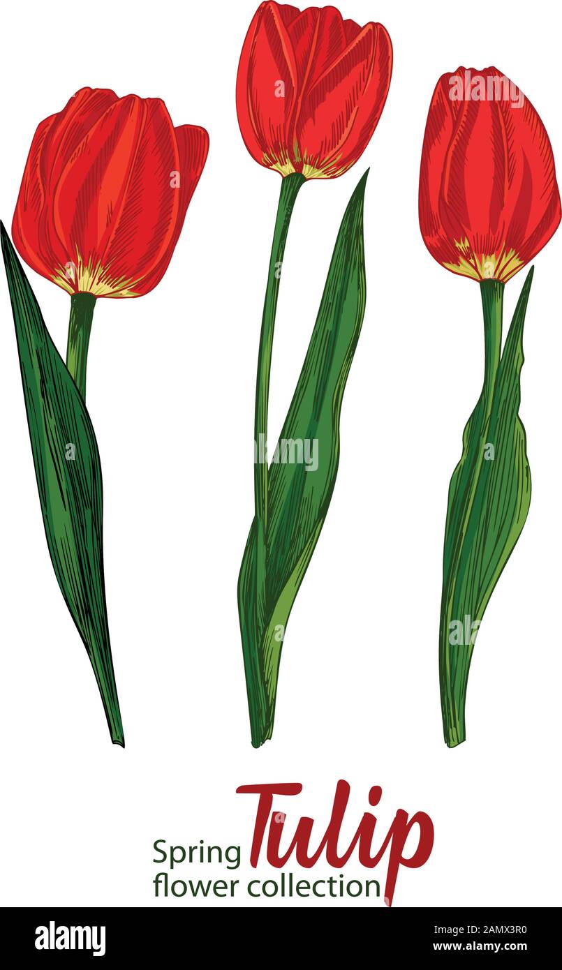 Fiore di primavera tulipani su sfondo bianco. La linea di incisione stile di disegno. Realistico natura botanica bozzetto floreale pattern per il messaggio di saluto di nozze arte Illustrazione Vettoriale