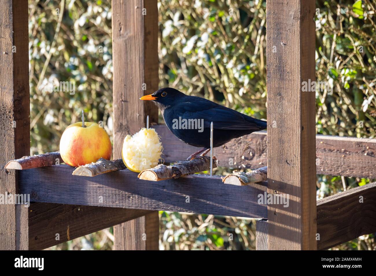 Maschio di blackbird comune, Turdus merula alimentazione in feeder di uccello di legno fatto in casa, birdhouse installato sul giardino d'inverno, nessuna neve Foto Stock