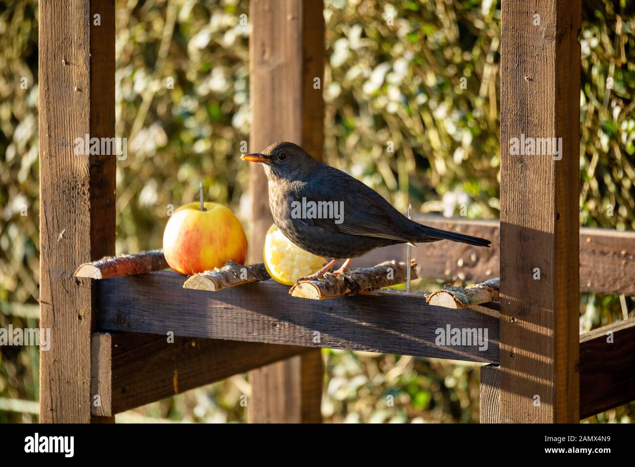 Femmina del blackbird comune, Turdus merula alimentazione in feeder di uccello di legno fatto in casa, birdhouse installato sul giardino d'inverno, nessuna neve Foto Stock