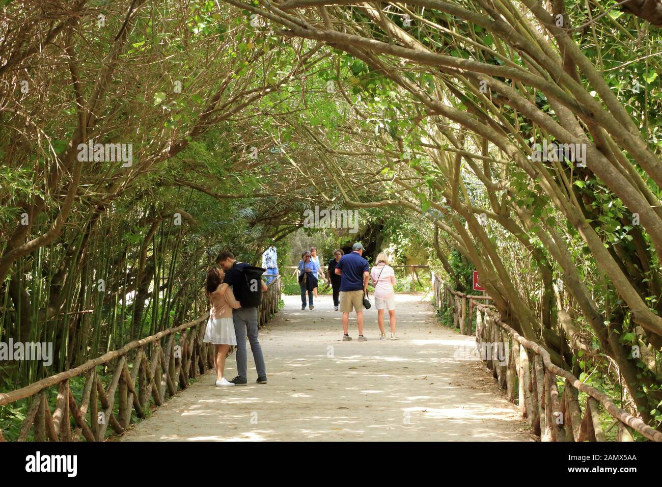 Latomie del Paradiso, giardino tropicale, Parco Archeologico di Siracusa Foto Stock
