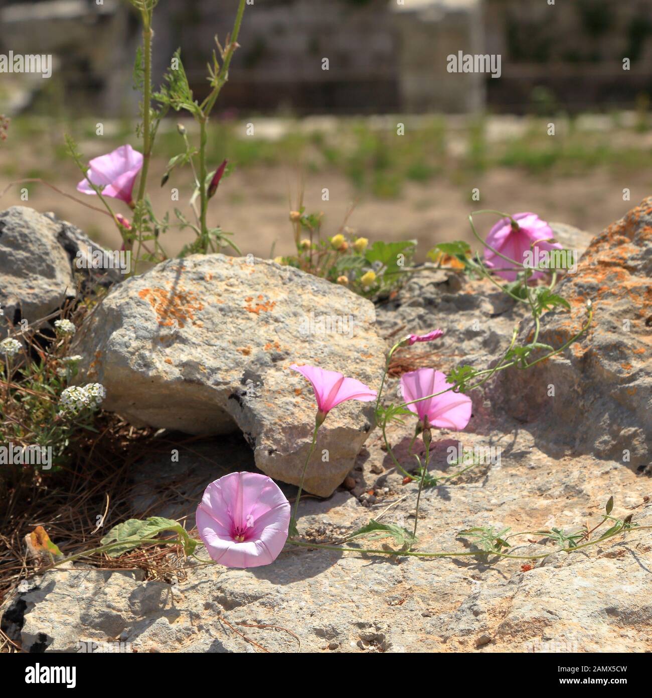 Convolvulus althaeoides, mallow bindweed Foto Stock