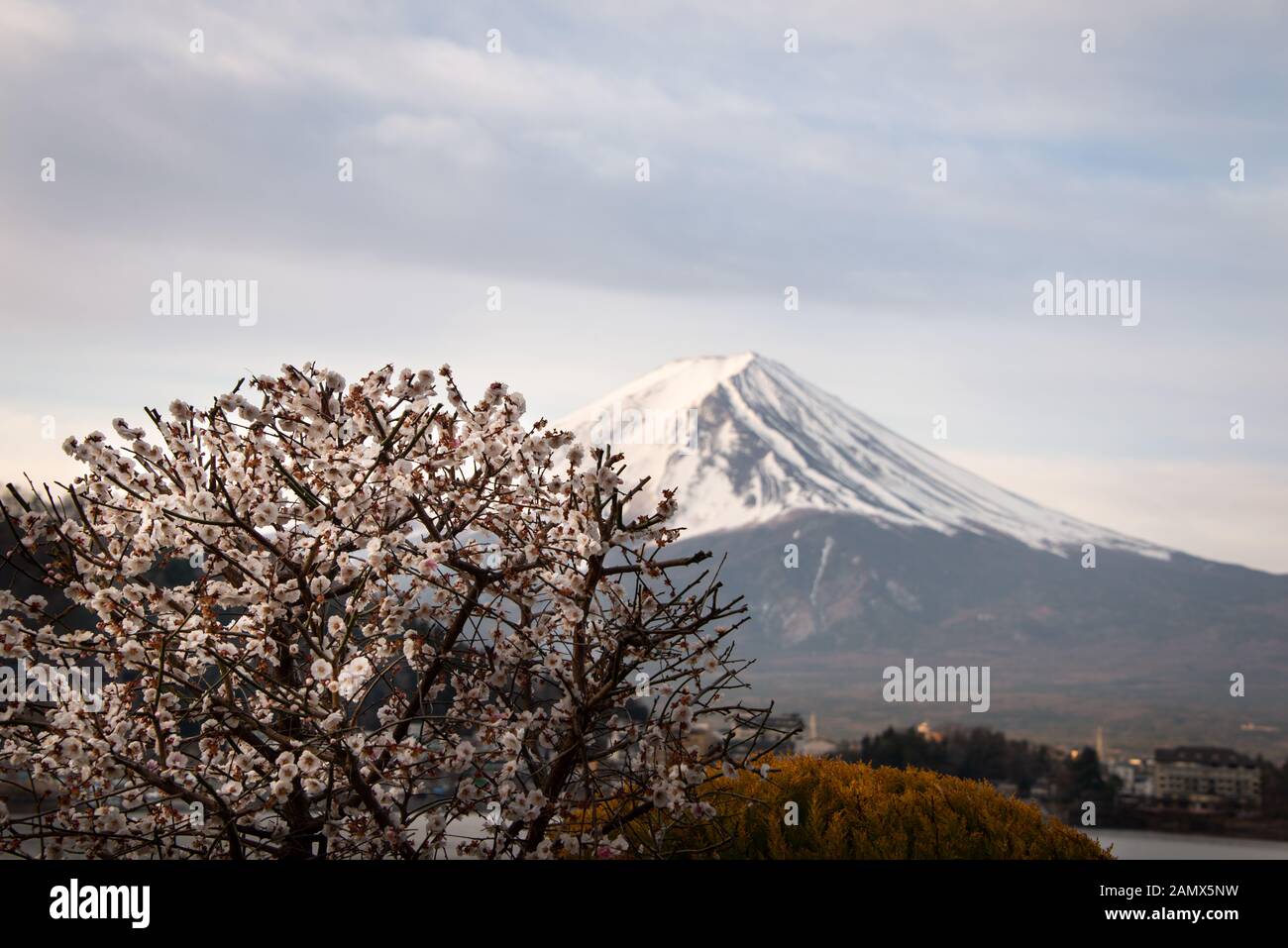 Bellissimi fiori di ciliegio con Mt. Fuji in background sulla riva settentrionale del Lago Kawaguchi Giappone Foto Stock