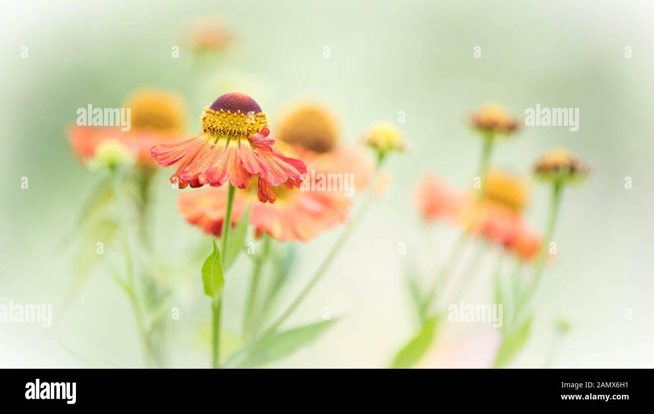 Helenium preso a giardini botanici di ness Foto Stock