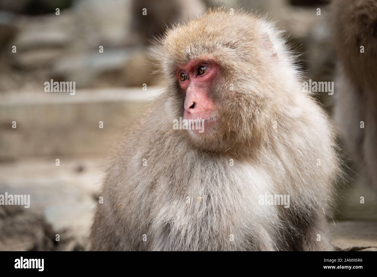 Snow monkey con espressione facciale nel Jigokudani (significa "Hell's Valley") snow monkey park intorno alla molla a caldo Foto Stock