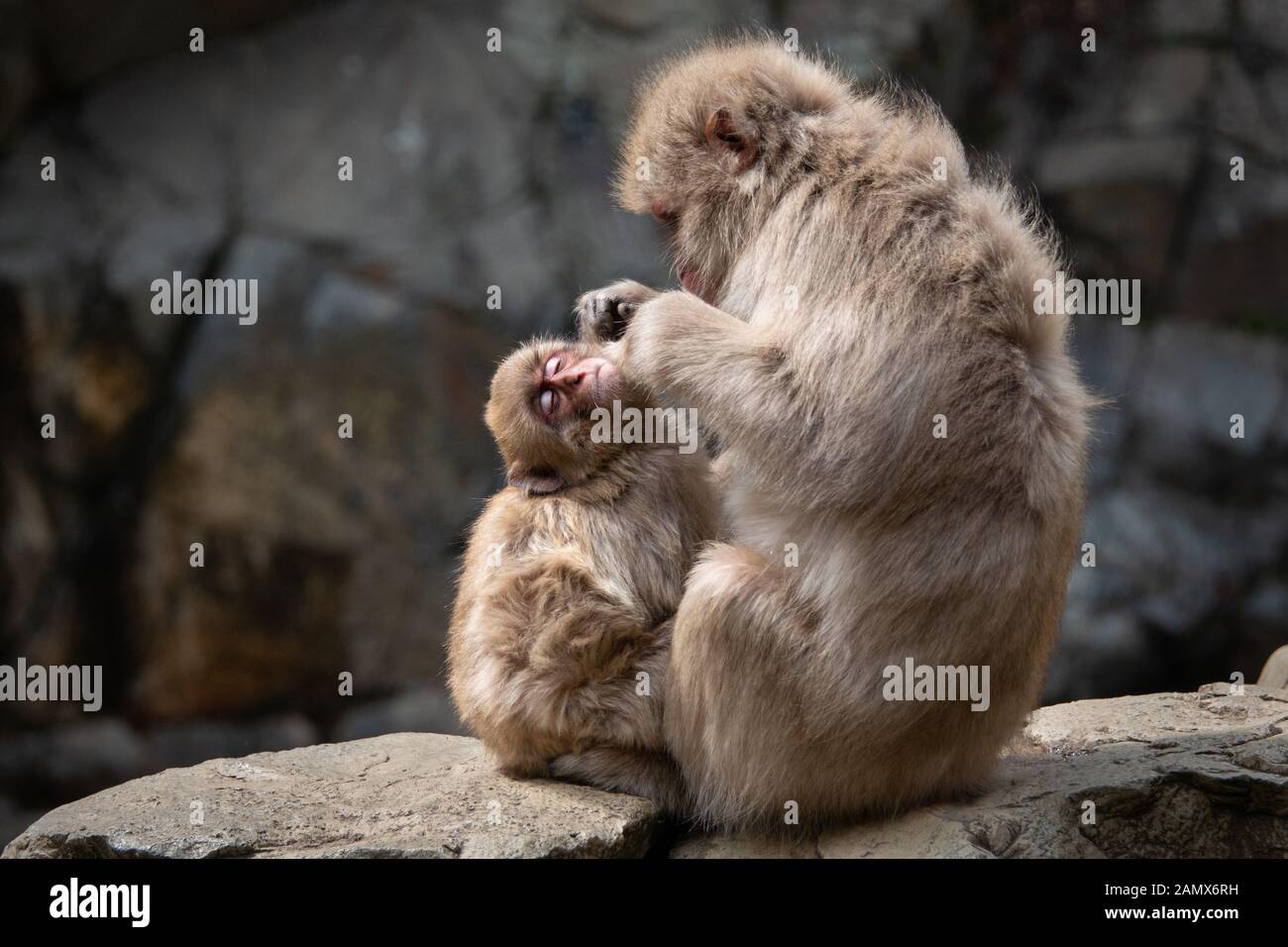 Baby snow monkey gode la toelettatura da mummia scimmia nella Jigokudani (significa "Hell's Valley") snow monkey park intorno alla molla a caldo Foto Stock