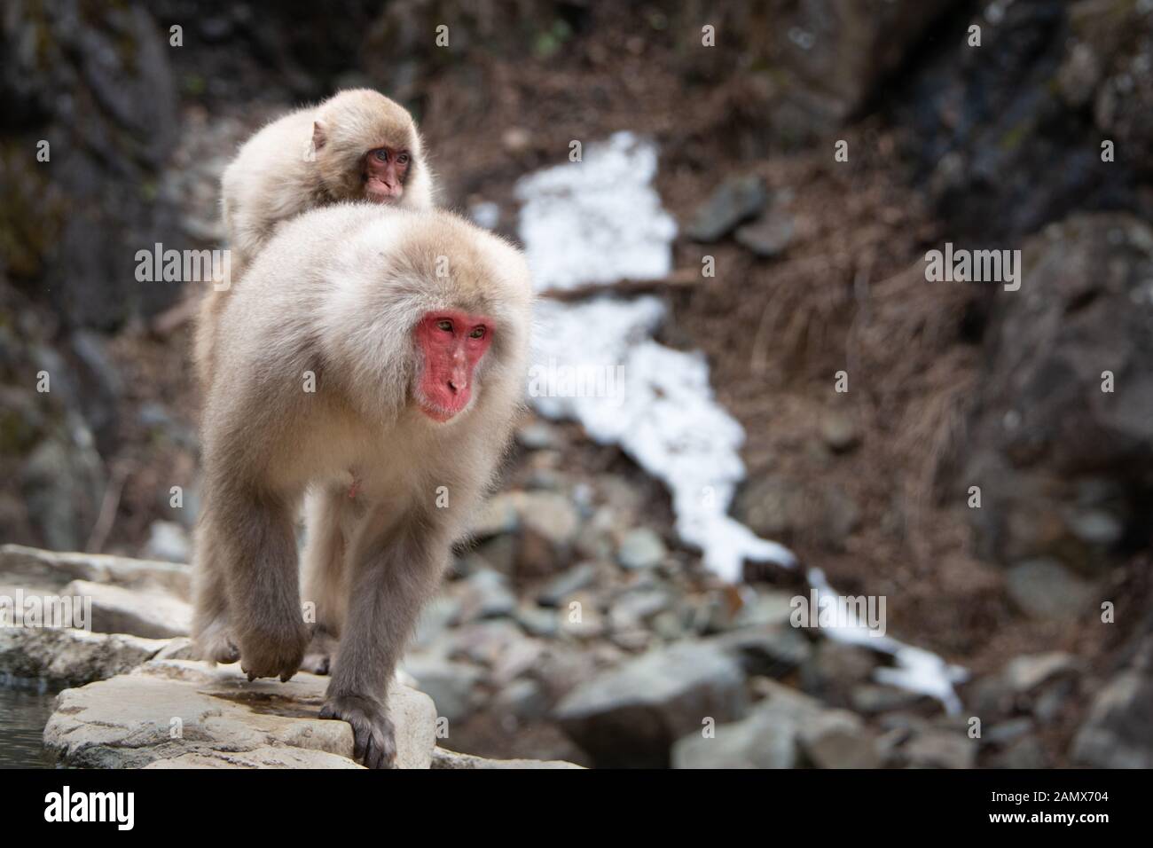 Madre scimmia neve bambino portando la scimmia sulla schiena a piedi lungo la primavera calda nella neve monkey park Nagano Foto Stock