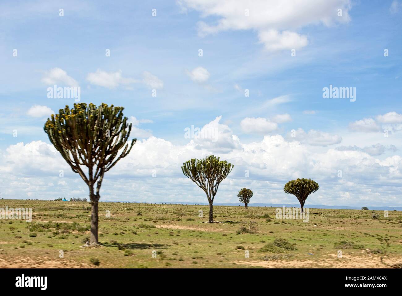 Candelabri alberi (Euphorbia ingens), nel sud-ovest del Kenya. Foto Stock