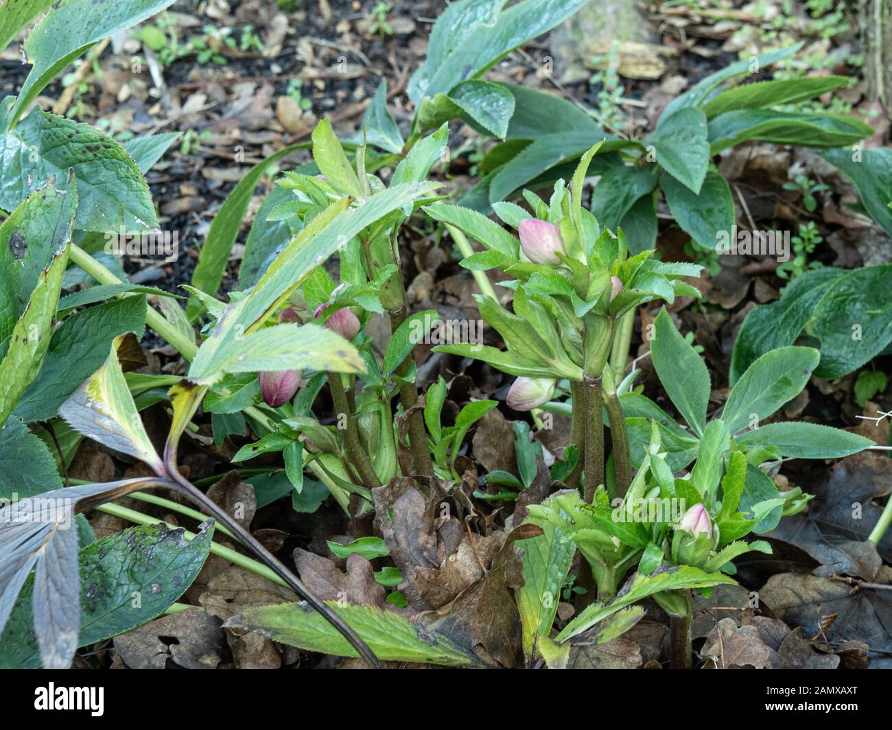 È stato stabilito un impianto Veratro nel tardo inverno che mostra gli steli dei fiori e boccioli Foto Stock