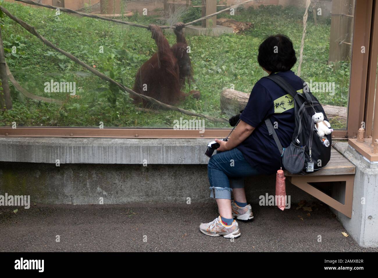 Orangutan (Pongo Pygmaeus) Allo Zoo Di Sapporo Maruyama A Sapporo, Hokkaido, Giappone, Asia. Visitatore che guarda il primate in gabbia di giardino zoologico giapponese Foto Stock