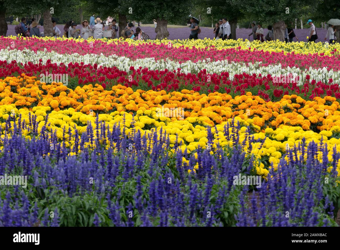 Vista del campo di fiori presso la Fattoria Tomita, famosa attrazione turistica a Nakafurano, Hokkaido, Giappone, Asia. Fiori fioriti nei campi Foto Stock
