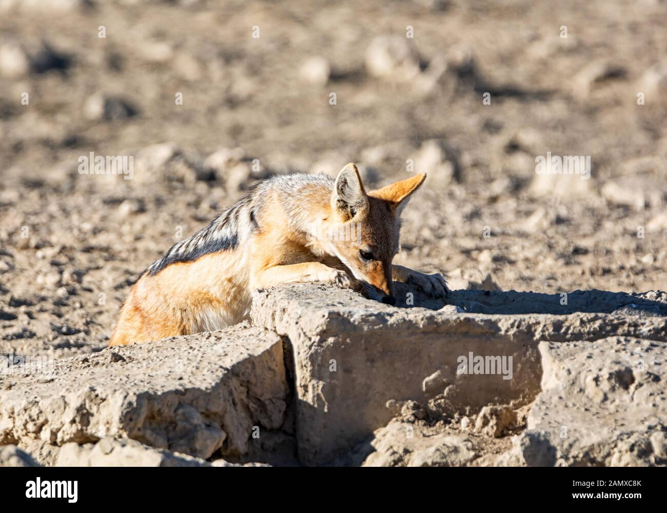 Un Black-backed Jackal nel sud della savana africana Foto Stock