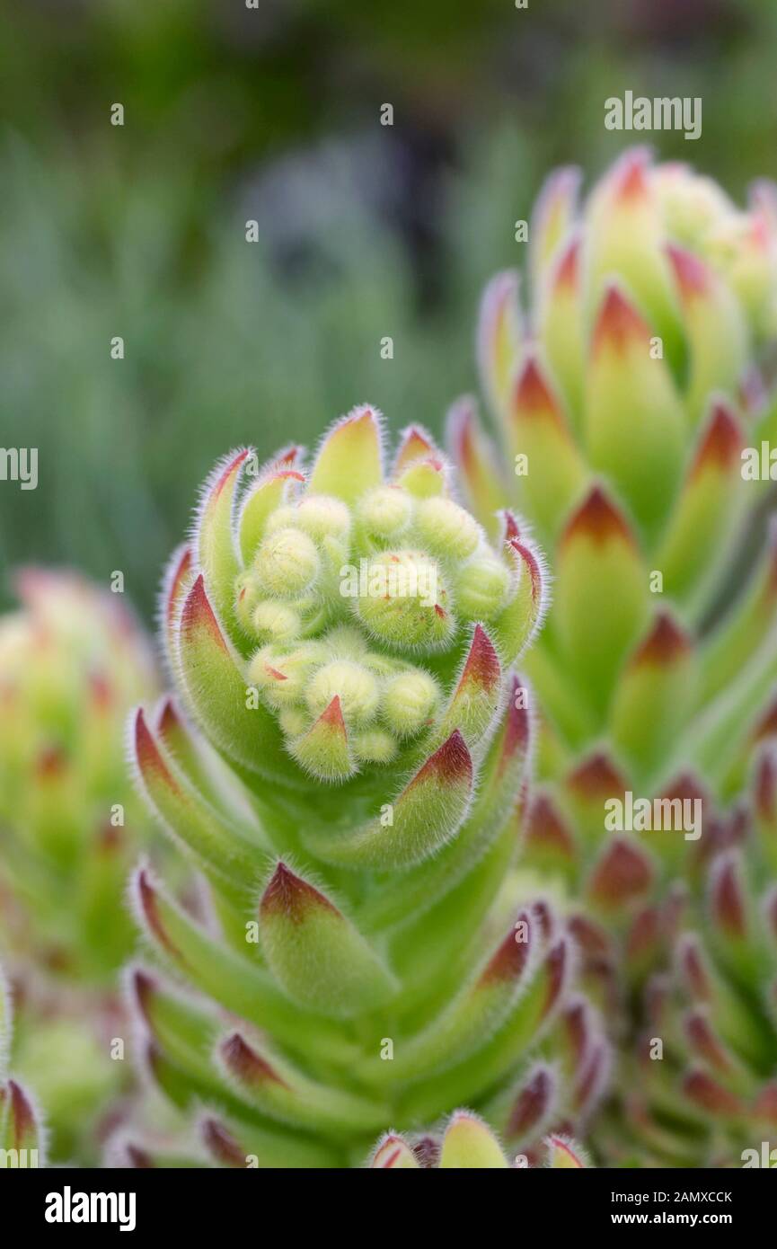 Stelo di piante grasse immagini e fotografie stock ad alta risoluzione -  Alamy