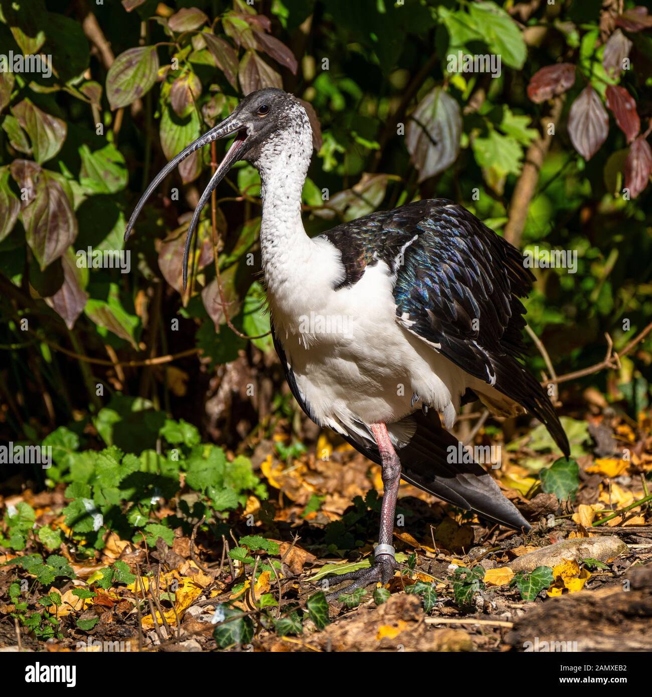 La paglia di colli, Ibis Threskiornis spinicollis è un uccello di ibis e la spatola famiglia Threskiornithidae. Foto Stock