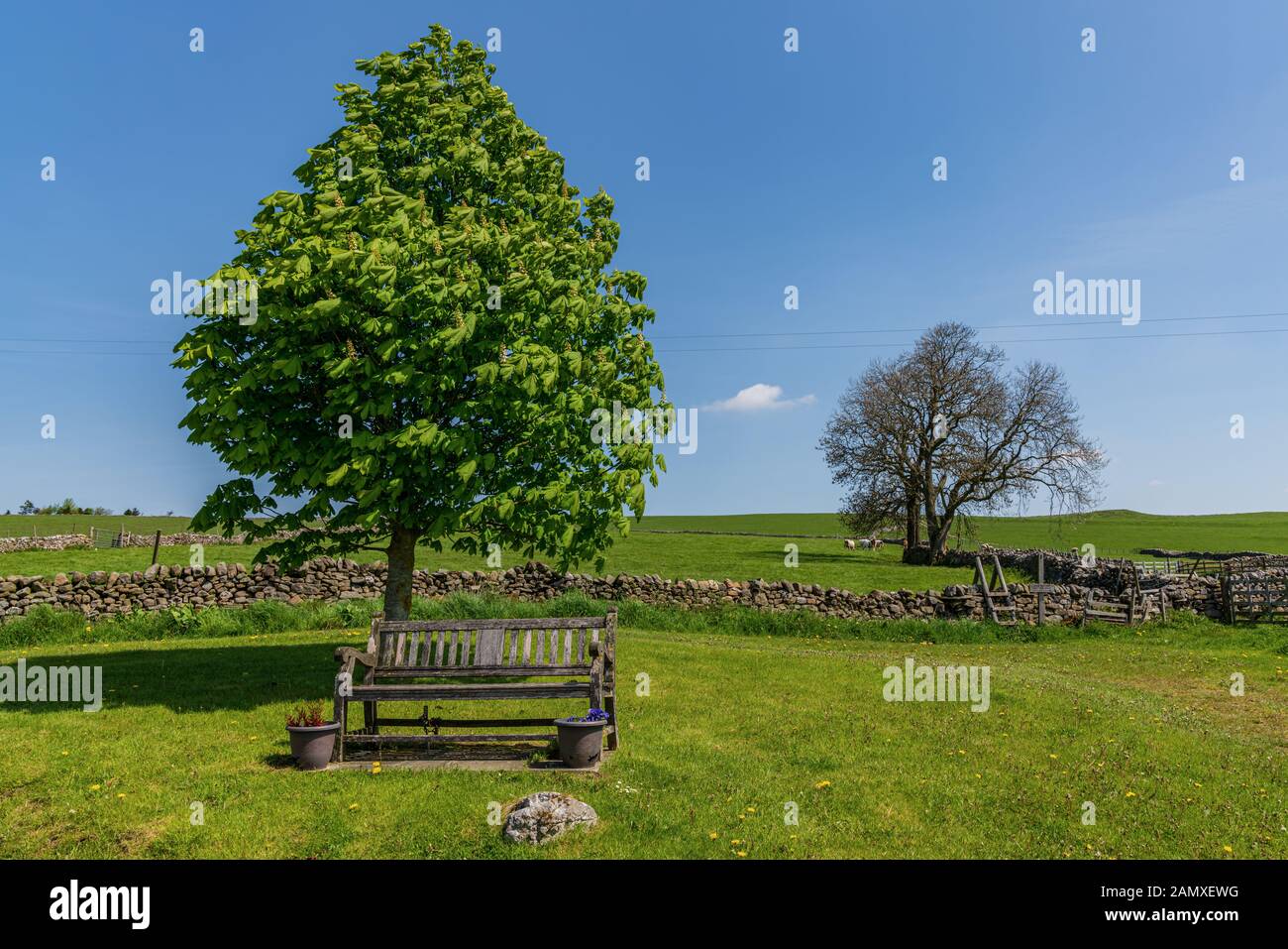Un banco e un albero inferiore in Wharfedale, vicino Hartlington, North Yorkshire, Inghilterra, Regno Unito Foto Stock