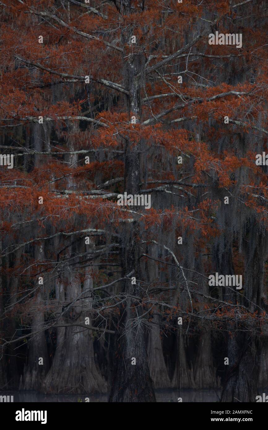 Questa è la foto di sunrise a caddo Lake Texas, Louisiana, Stati Uniti d'America Foto Stock