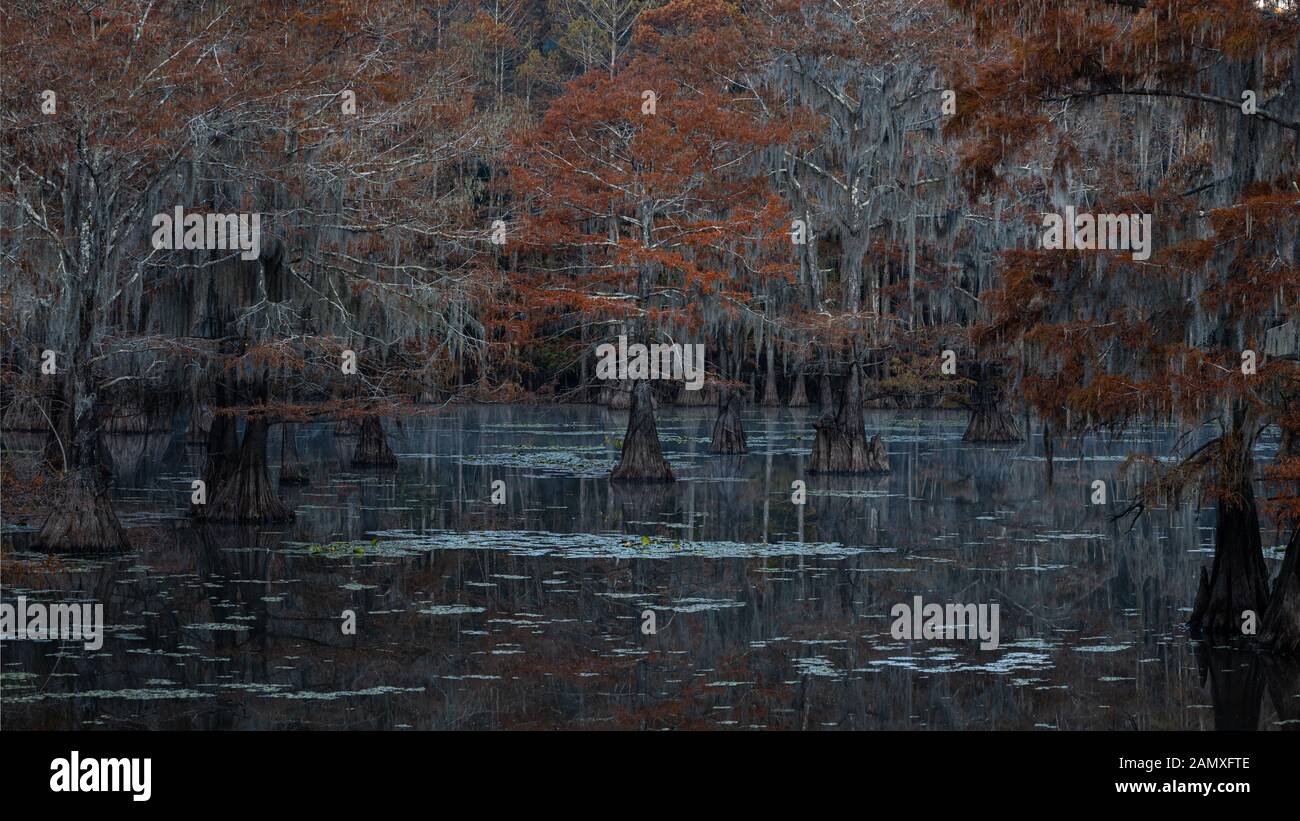 Questa è la foto di sunrise a caddo Lake Texas, Louisiana, Stati Uniti d'America Foto Stock