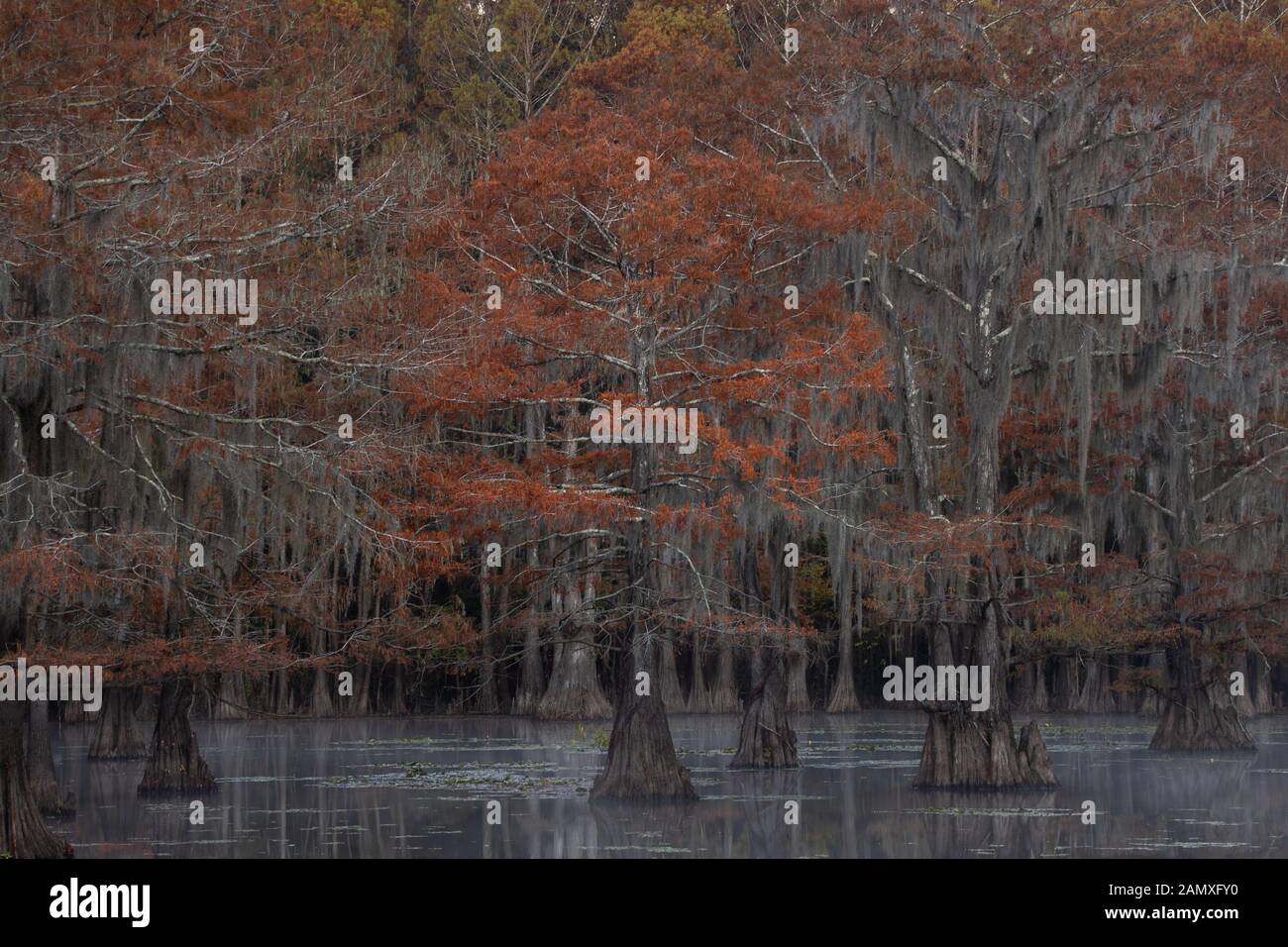 Questa è la foto di sunrise a caddo Lake Texas, Louisiana, Stati Uniti d'America Foto Stock