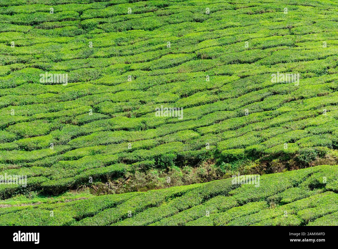Full frame shot di piantagione di tè vicino Munnar in Kerala, India del sud nel giorno di sole Foto Stock