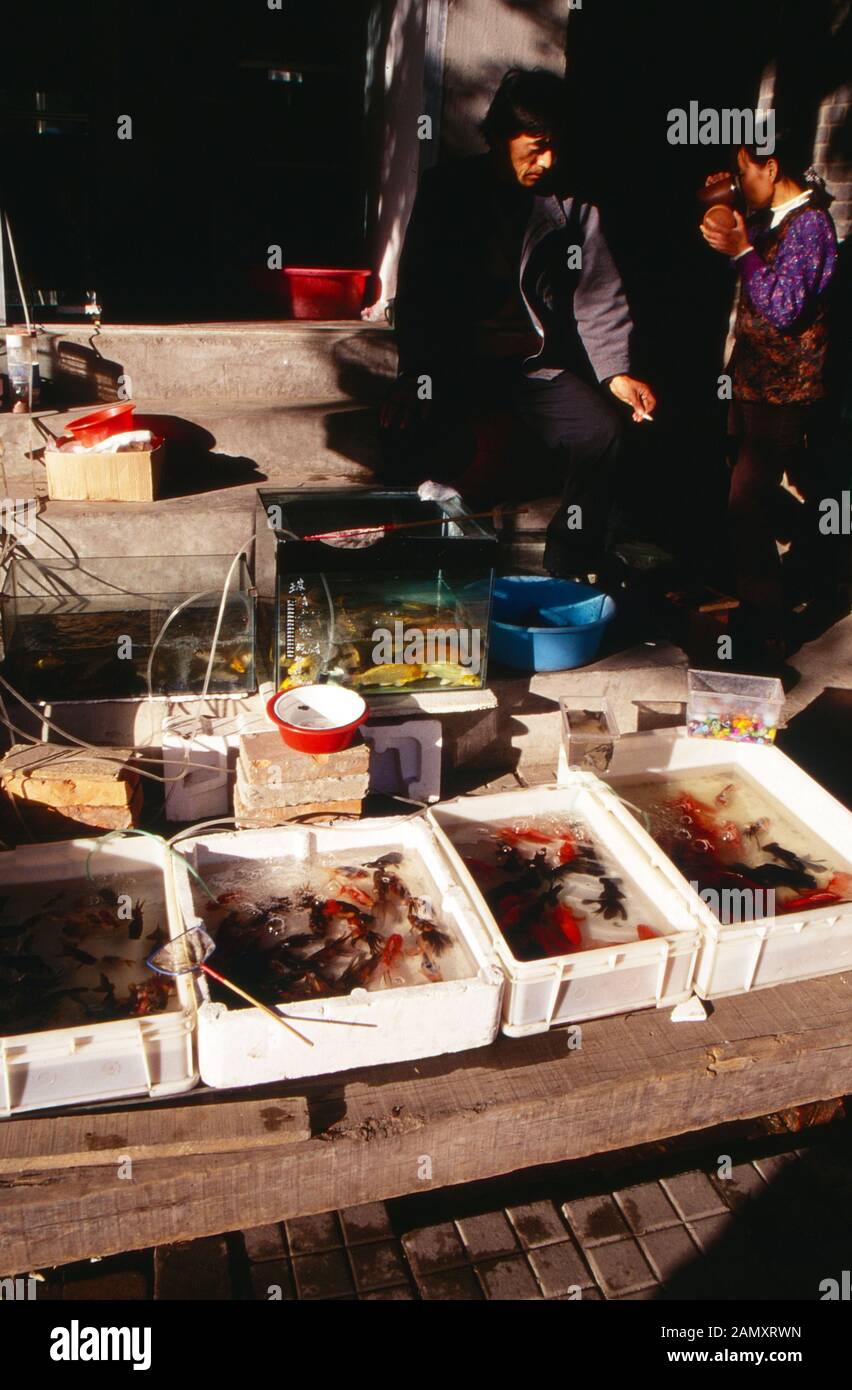 Offener Markt für Zierfische in einem Außenbezirk von Peking, China um 1990. Mercato aperto per i pesci ornamentali in una periferia di Pechino, Cina intorno al 1990. Foto Stock