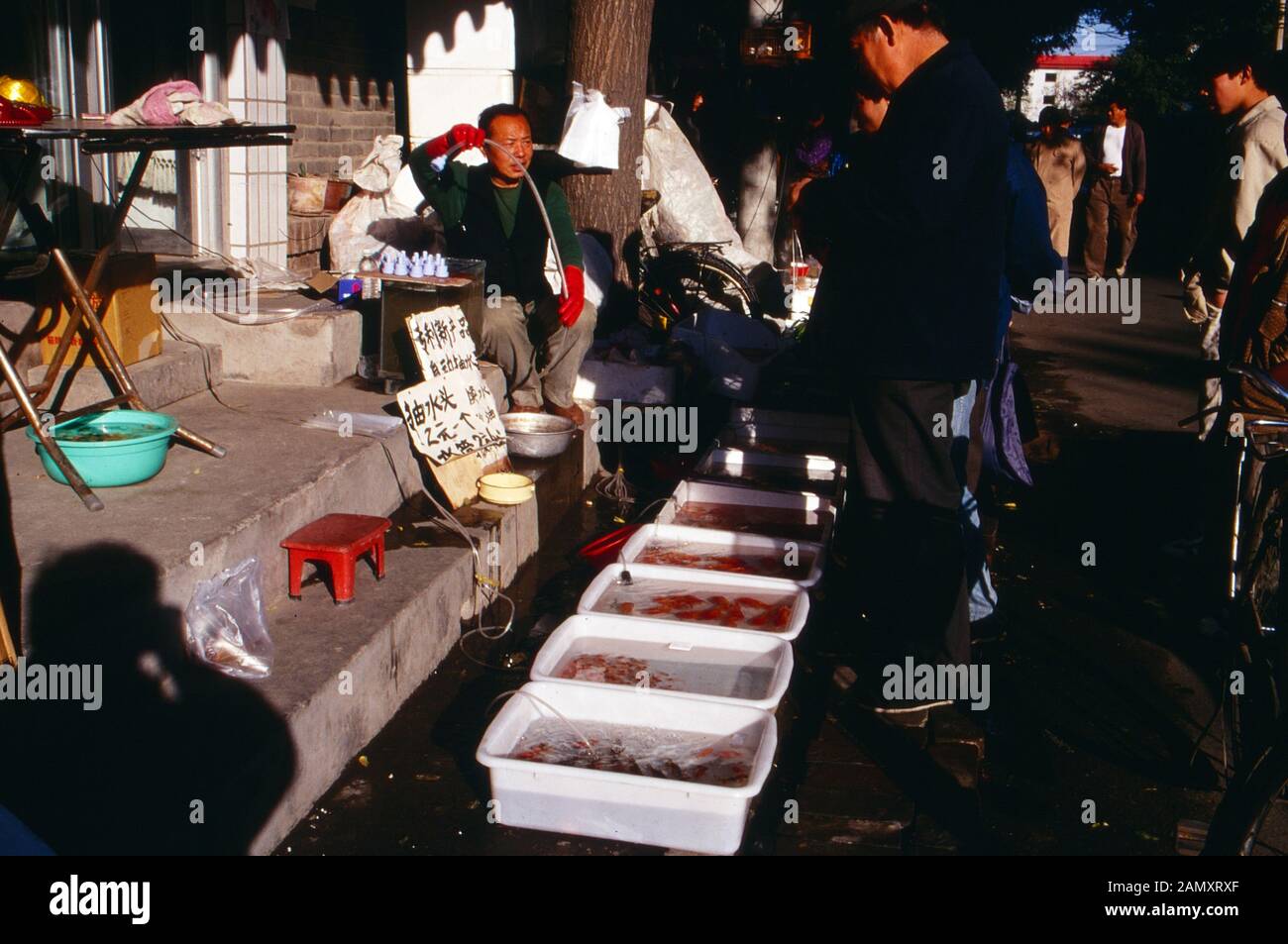 Offener Markt für Zierfische in einem Außenbezirk von Peking, China um 1990. Mercato aperto per i pesci ornamentali in una periferia di Pechino, Cina intorno al 1990. Foto Stock