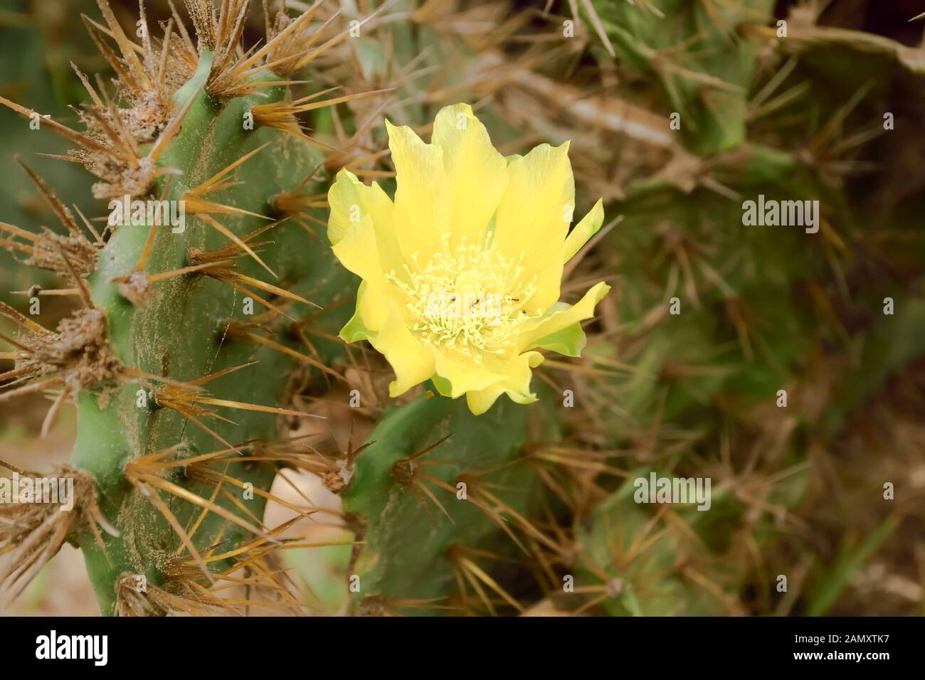 Primo piano particolare del giallo fiore di cactus indiana di Barberia fig ficodindia thorn, pungenti Cactus piante succulente, (Opuntia ficus-indica) nome comune Fani Foto Stock