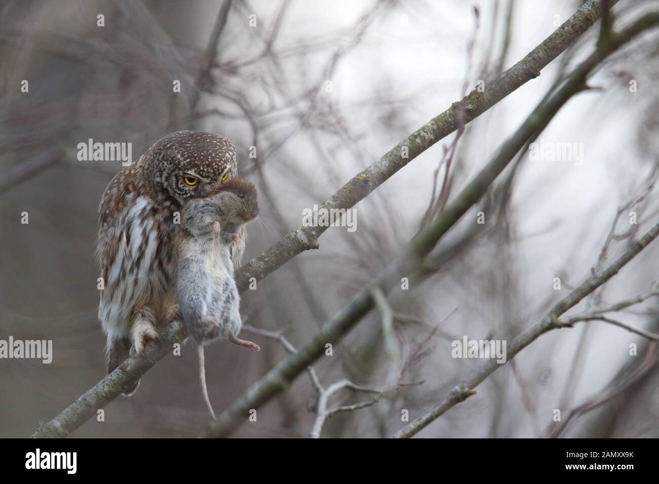 Il Gufo pigmeo (Glaucidium passerinum) con la preda (Bank vole). Europa Foto Stock