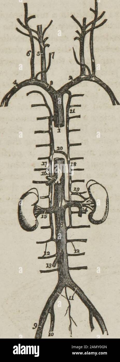 Anatomia e fisiologia : ideato per accademie e famiglie. Vena del piede. 9, l'arco delle vene sul metatarsalosso. 10, un ramo dal tacco Rami sulla suola del piede. Fig. 160. Le arterie e le vene profonde saate sulla parte posteriore della gamba. 1, la poplitealvea. 2, l'arteria poplitea. 8, 4, una vena e un'arteria nelle loro posizioni relative sulla parte posteriore dell'articolazione del ginocchio. 5. La vena poplitea sul lato interno del giunto. 6,l'arterv poplitea -senza ami sotto di esso. 7, l'estremità della minorvena safena. 8,9, i vasi articolari interni alle arterie e alle vene. 10 Foto Stock