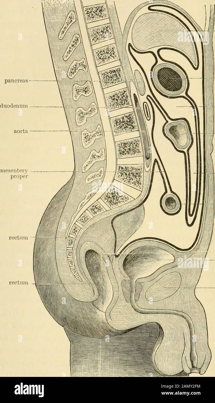Libro di testo della chirurgia addominale : un manuale clinico per praticanti e studenti . epatico o piccolo omentum, e dopo aver separato per racchiudere lo stomaco essi di nuovo entrano in intimo contatto con ogni altro lungo la linea della maggiore curvatura, formando l'omentum gastro-splenico o legamento nell'intervallo tra lo stomaco e la milza. Dalla grande curvatura dello stomaco possono essere trascinati verso il basso di fronte al colon trasversale per una distanza variabile, in alcuni casi estendendosi fino al bordo del bacino.Raddoppiando all'indietro su se stessi passano verso l'alto e racchiudono il t Foto Stock