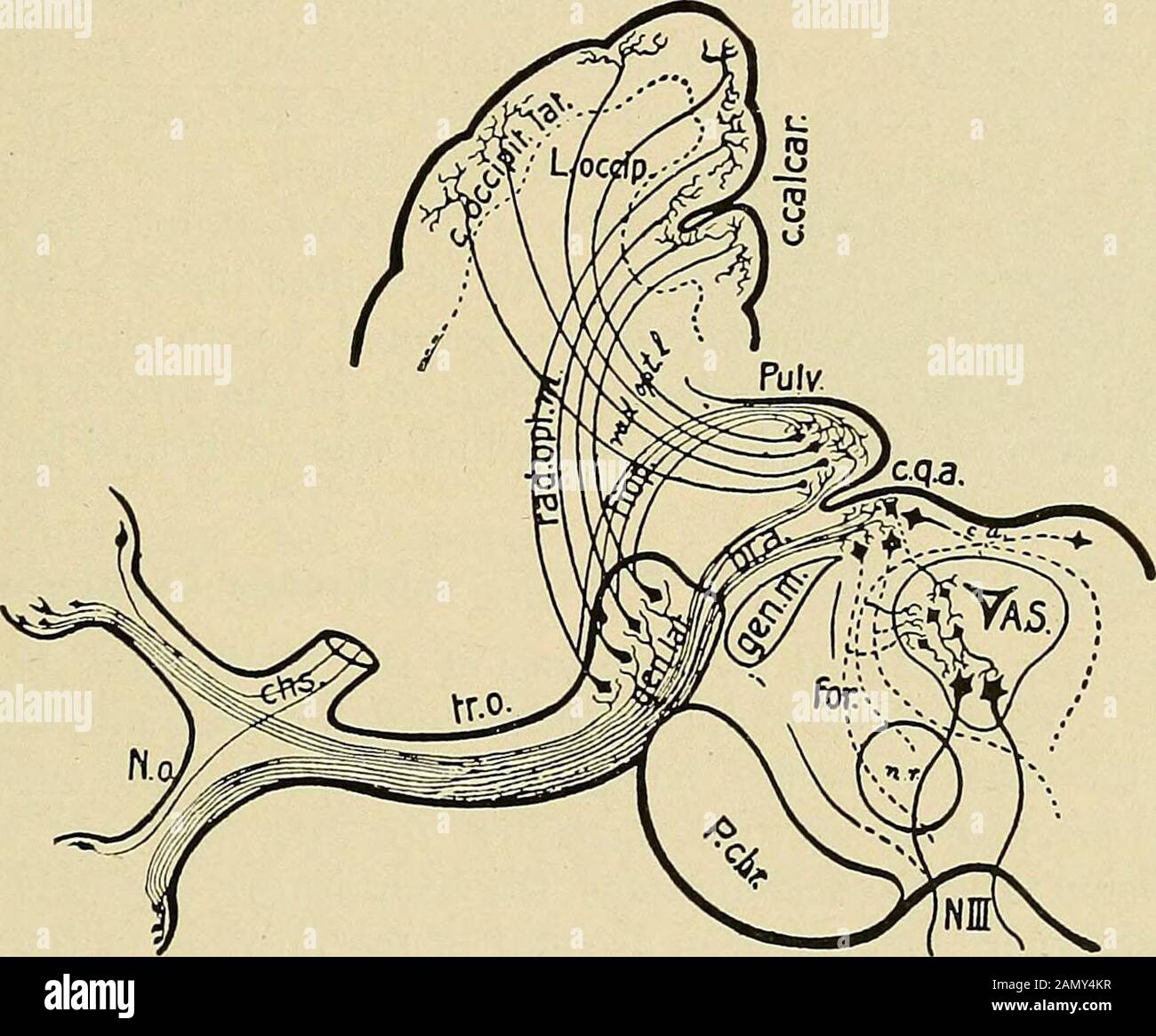 Malattie nervose organiche e funzionali; un testo-libro di neurologia. Analisi del terzo nervo teright. (Icon, de la Salpetriere.) THIBD NEBVE P lisi ABA. 641 centri subcorticali nei gangli basali e nel midollo. Attenzione diretta ad un oggetto distante, con fissazione volontaria degli occhi, o emotionalcambia, paura o rabbia, o qualsiasi irritazione del midollo che eccitarei centri respiratori e vasomotori possono causare dilatazione della pupilla.E 'l'ultima causa chiamata che produce una pupilla contratta in ingite maschile e malattia cerebrale. Un abbassamento generale della condizione nervosa come gli accompagni Foto Stock