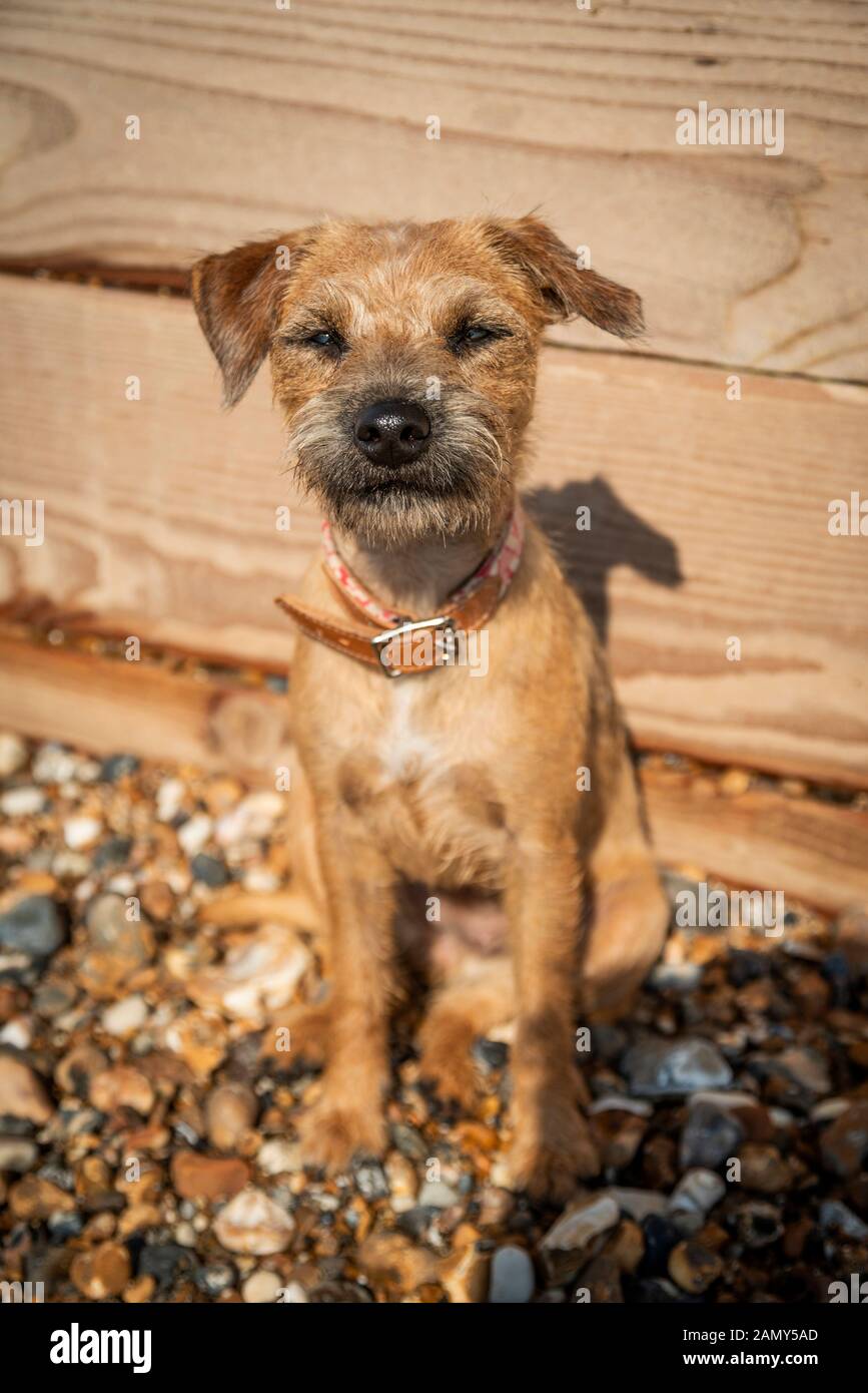 Un confine Parsons Terrier Cross su una spiaggia Foto Stock